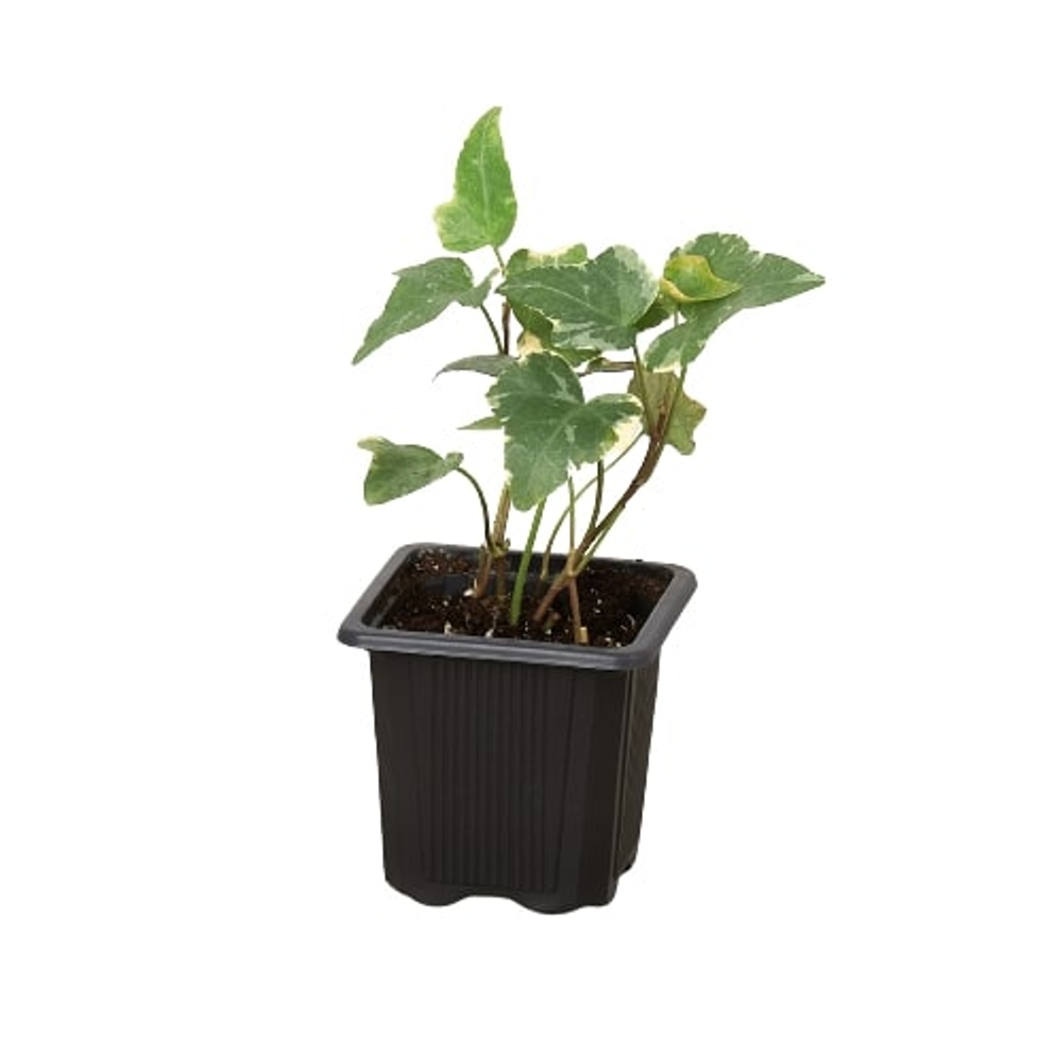 English Ivy 'Glacier' - Garden