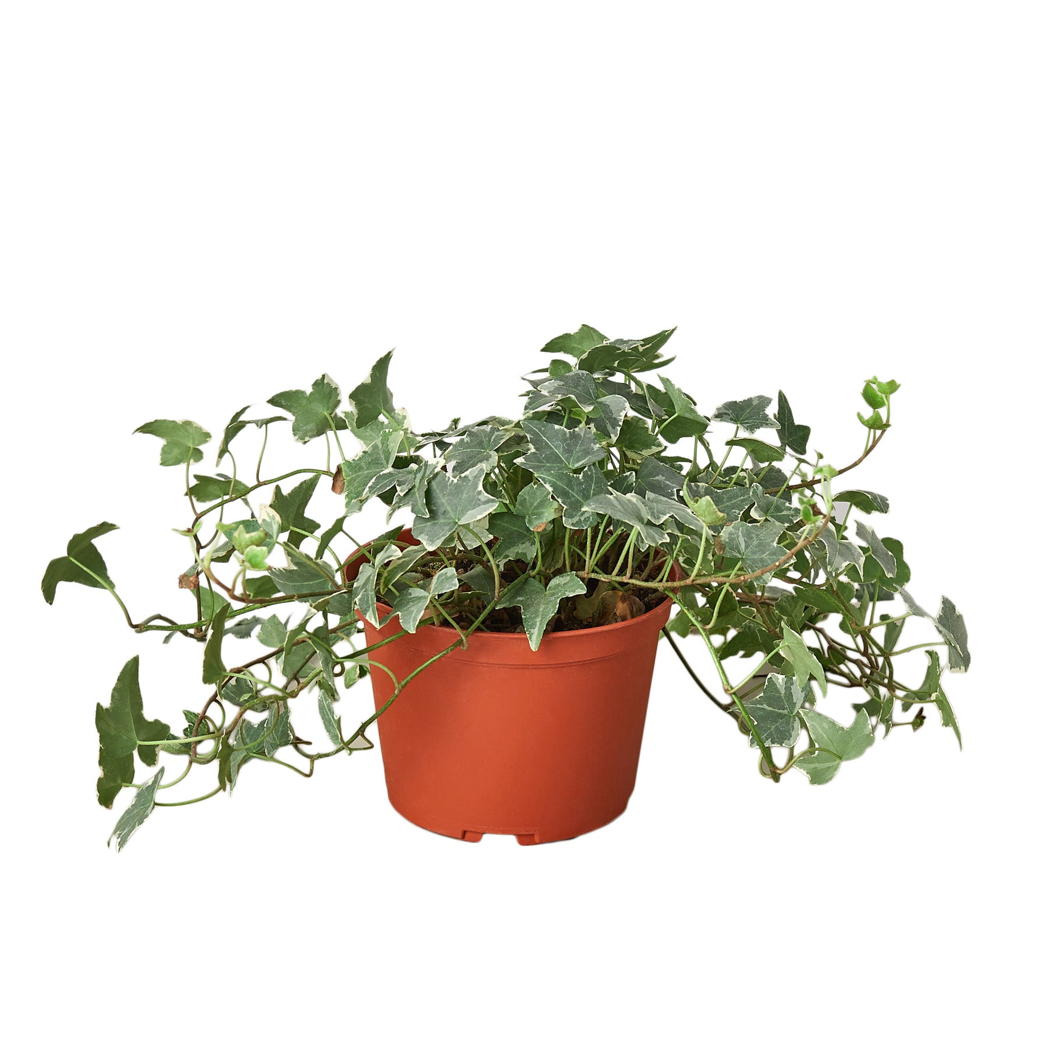 English Ivy 'Glacier' - Garden