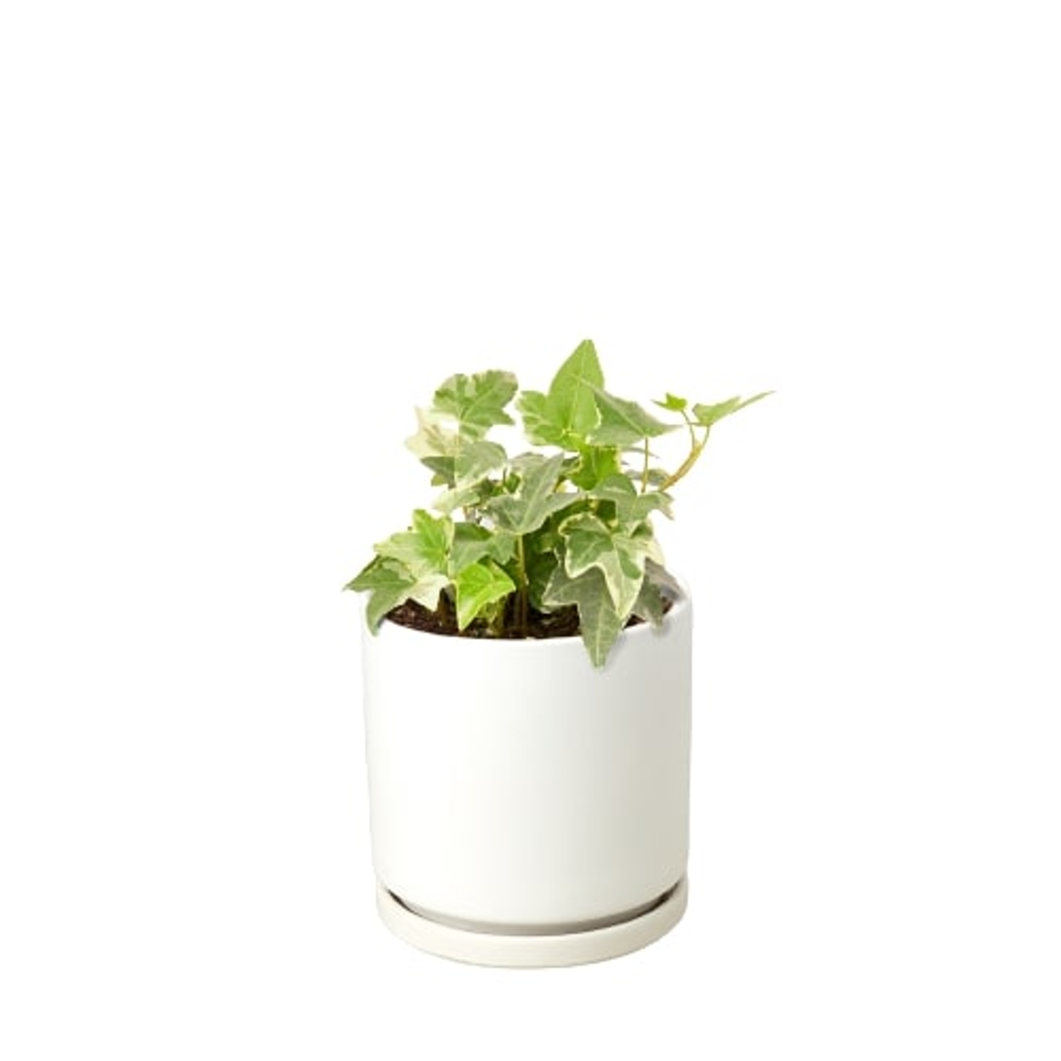 English Ivy 'Glacier' - Garden