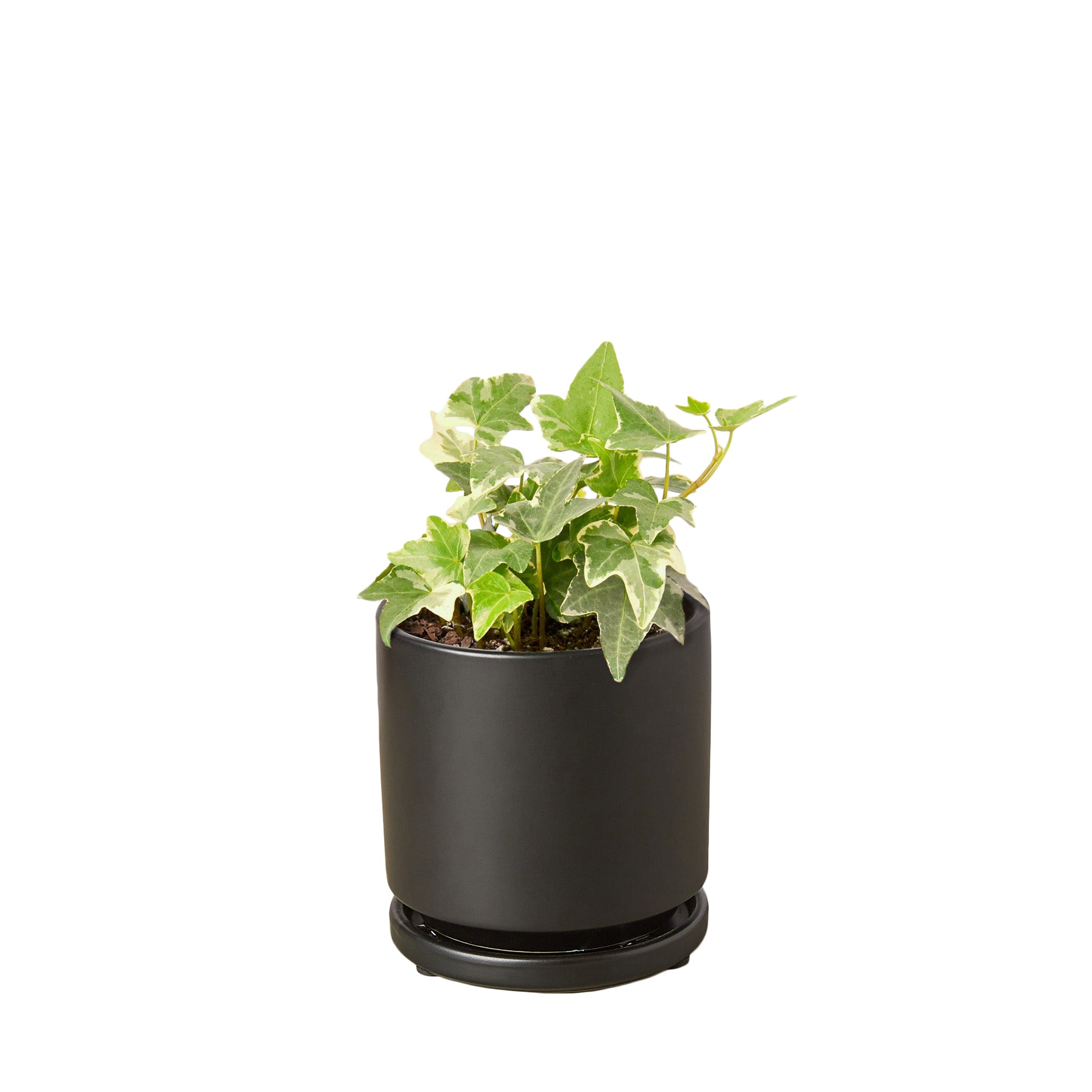 English Ivy 'Glacier' - Garden