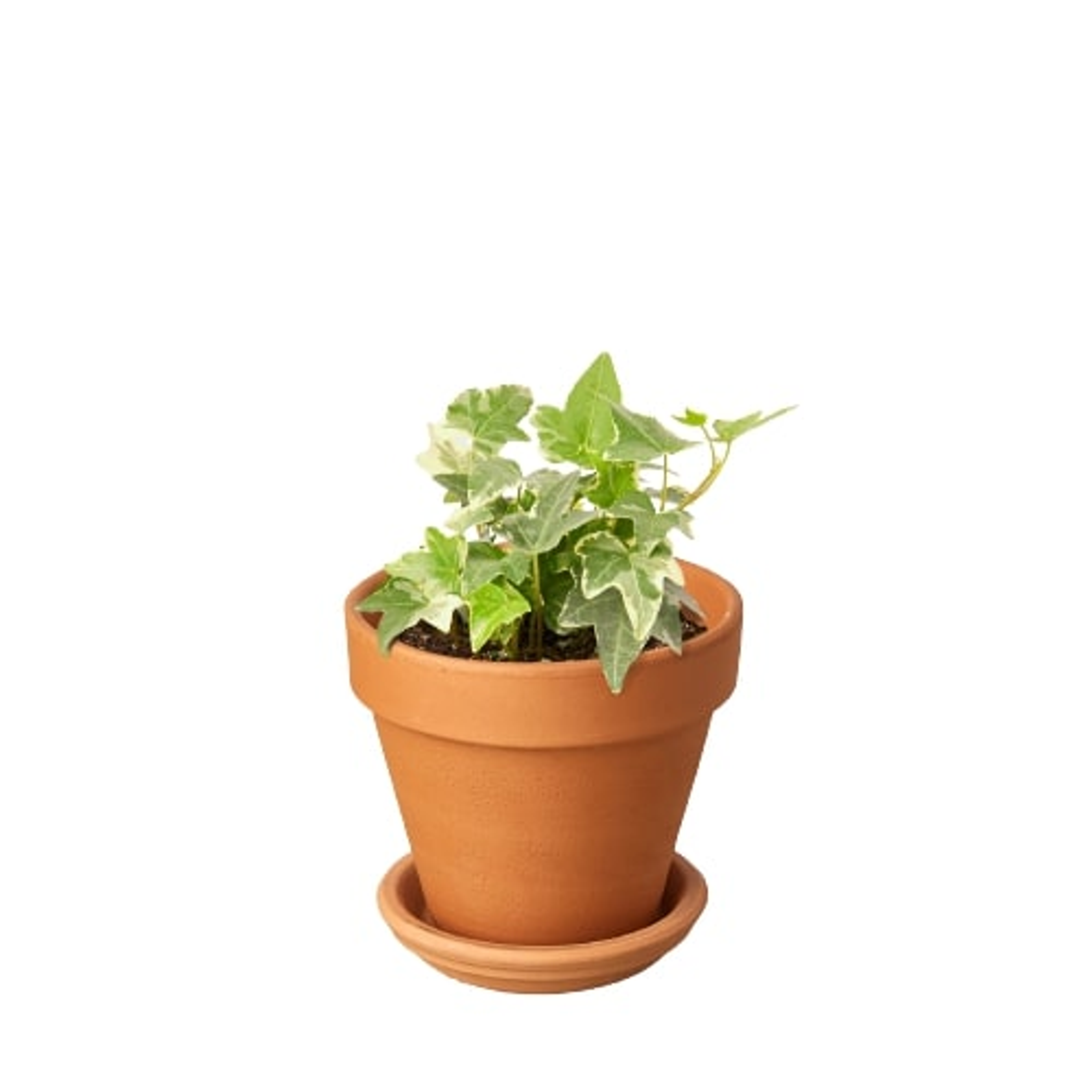 English Ivy 'Glacier' - Garden