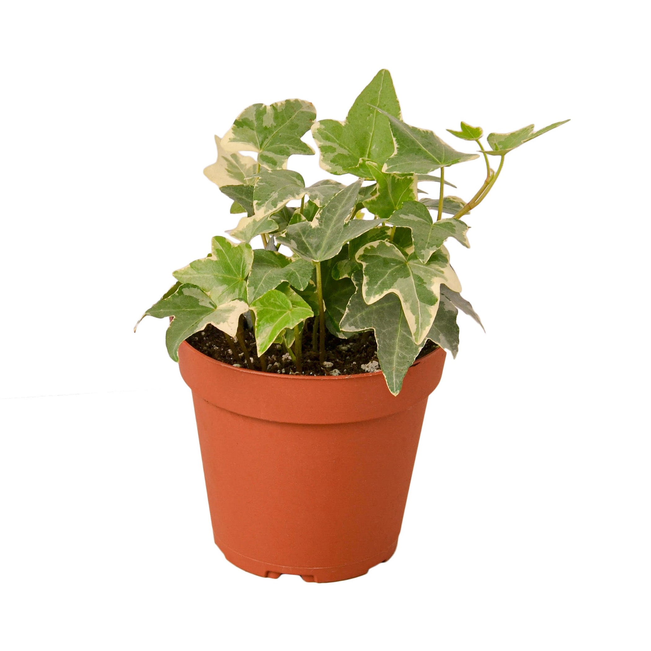 English Ivy 'Glacier' - Garden