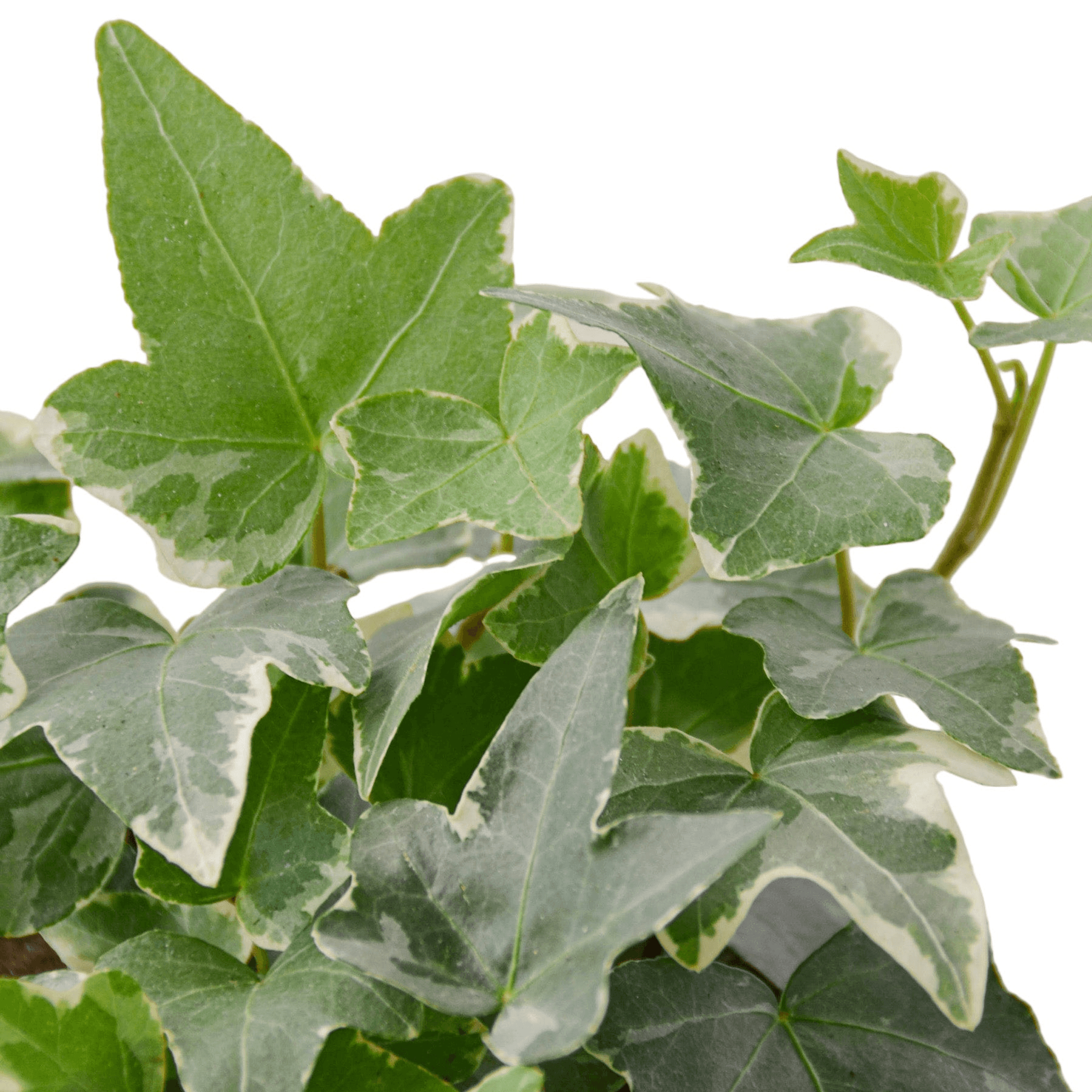 English Ivy 'Glacier' - Garden