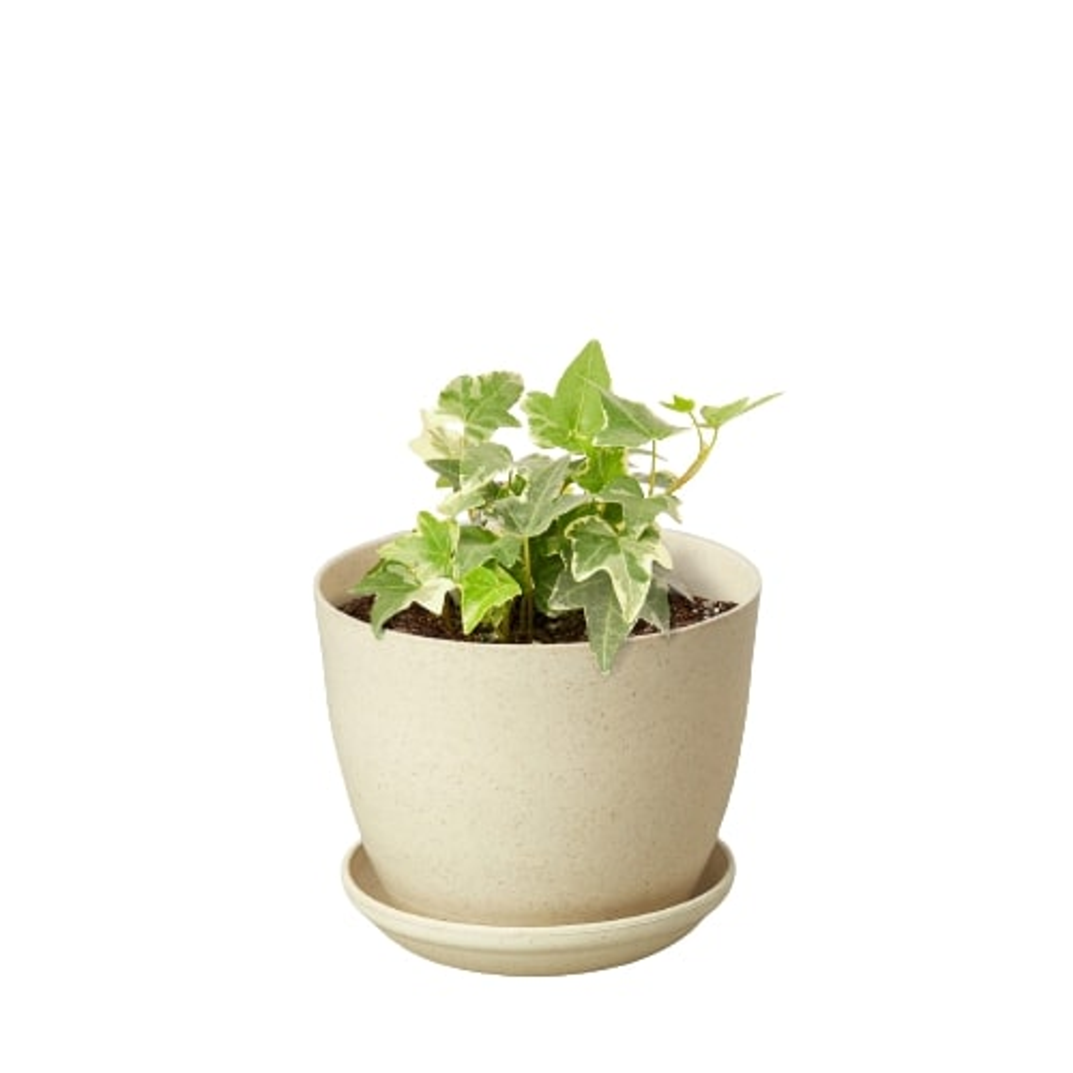 English Ivy 'Glacier' - Garden