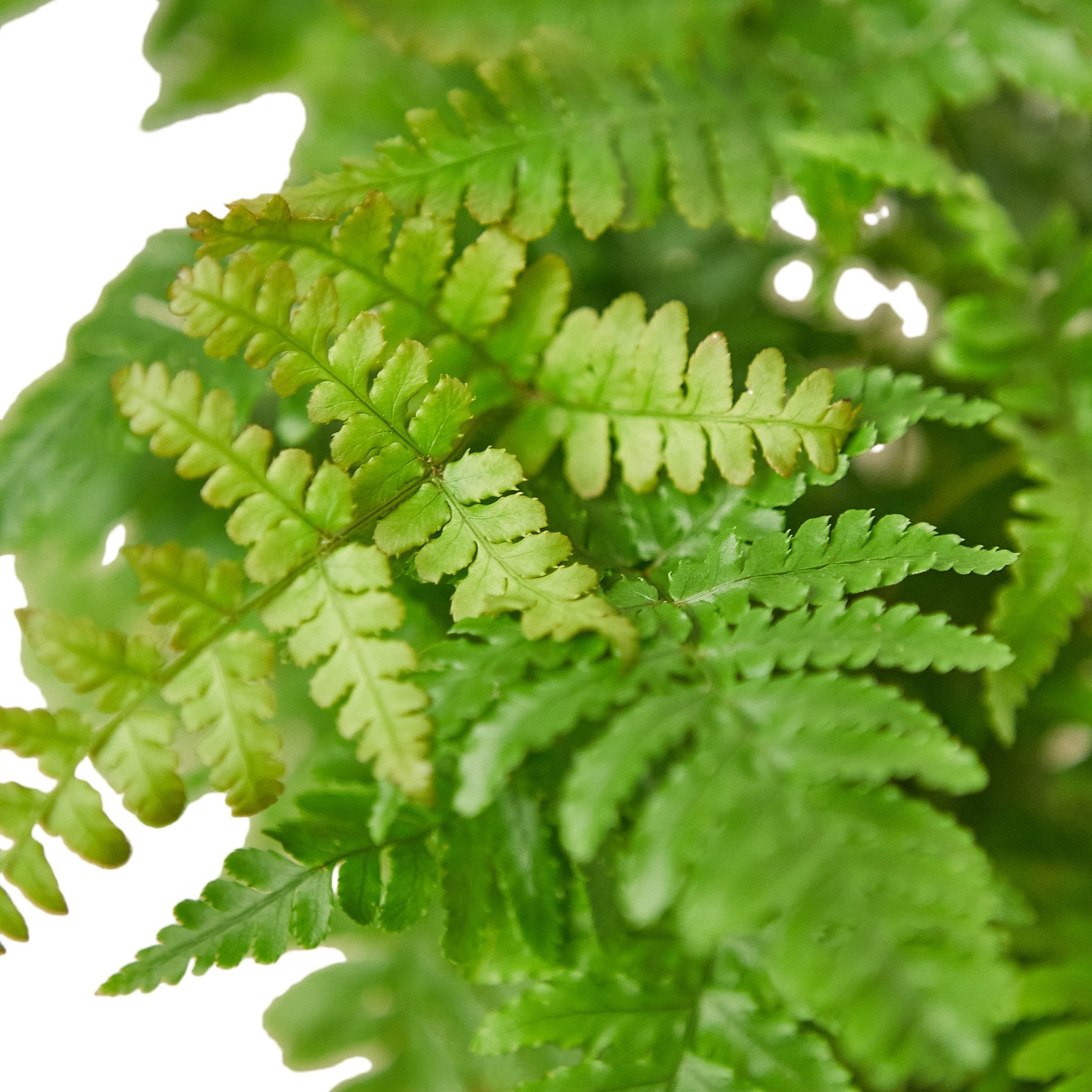 'Autumn' Fern - Garden | Home & Garden, Plants