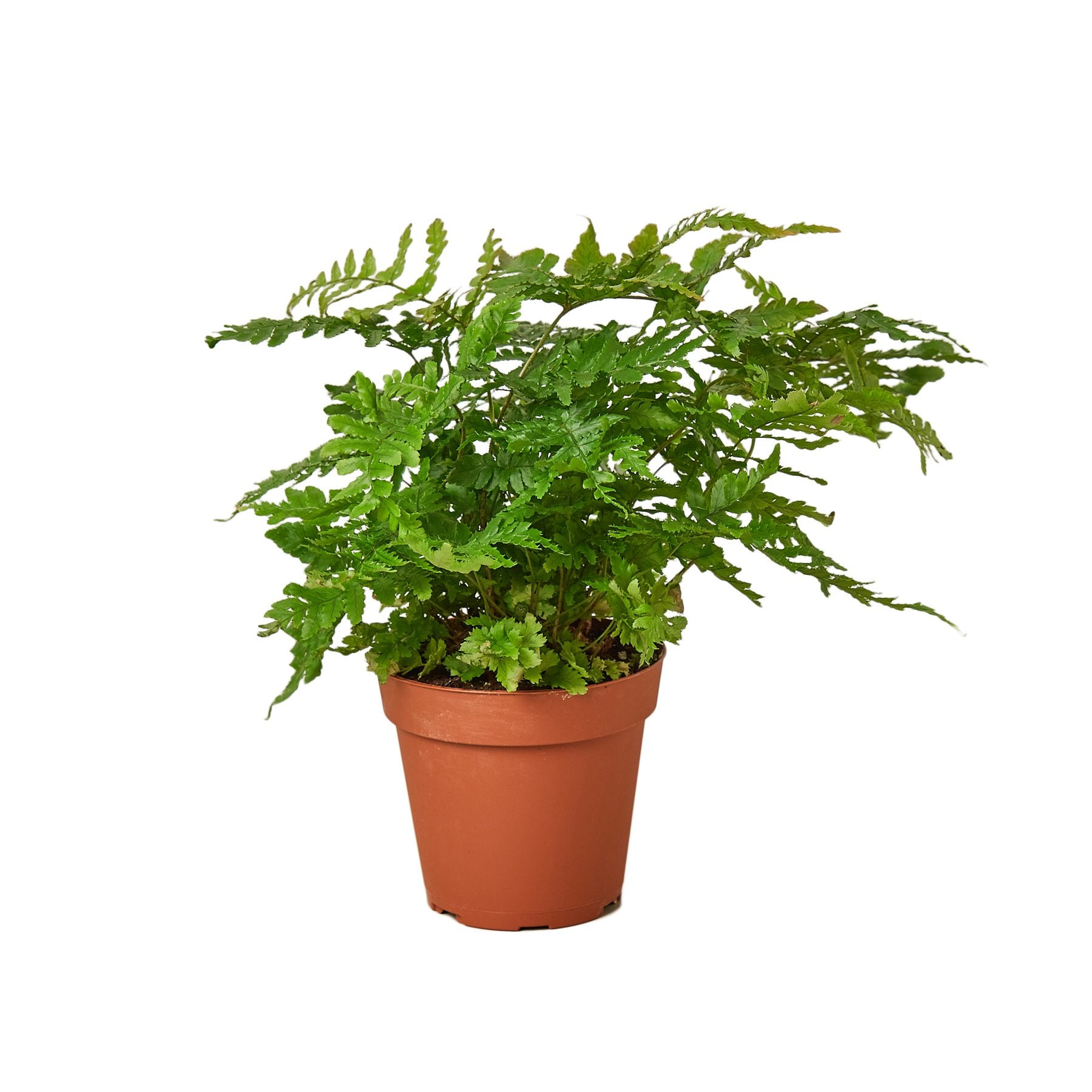 'Autumn' Fern - Garden | Home & Garden, Plants
