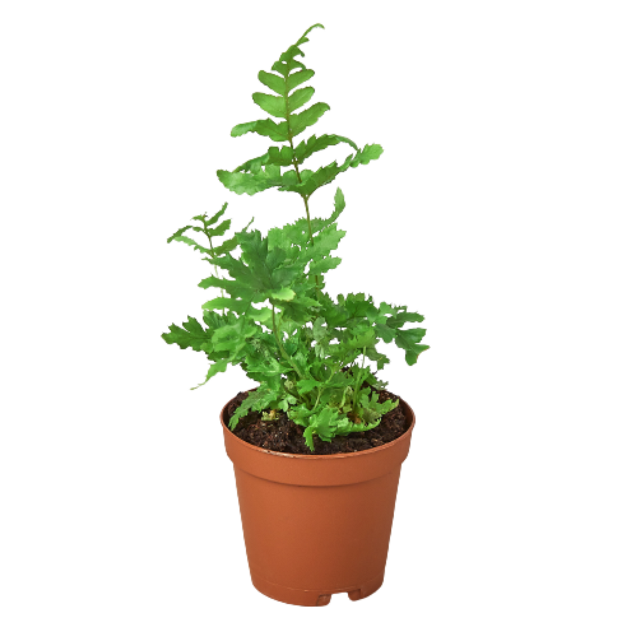 'Autumn' Fern - Garden | Home & Garden, Plants