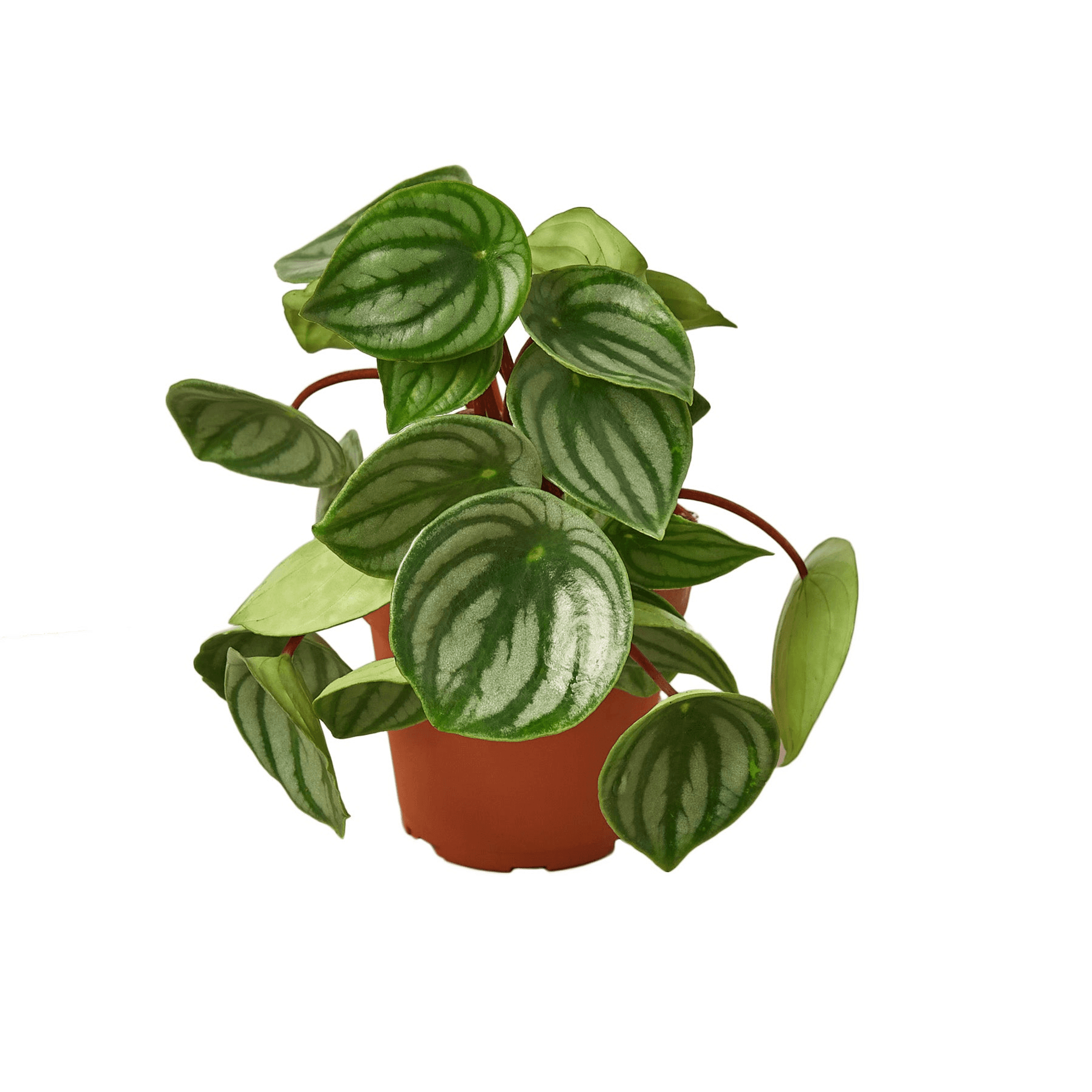 Peperomia plant with round watermelon-pattern leaves in a terracotta pot