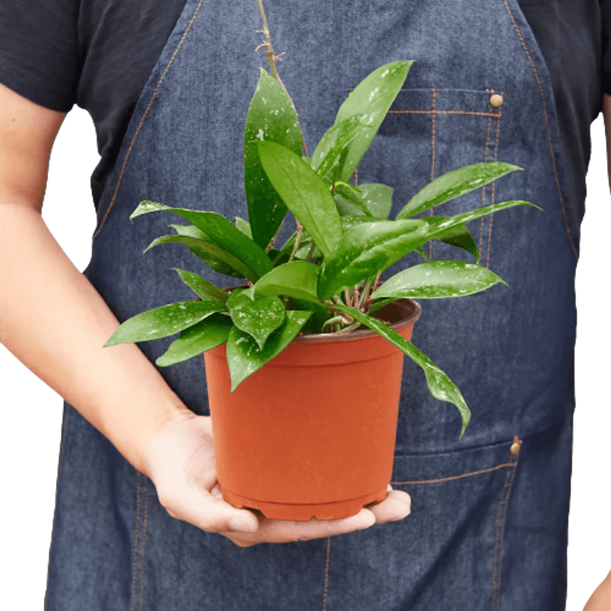 Hoya plant in terracotta pot held by person, glossy green leaves