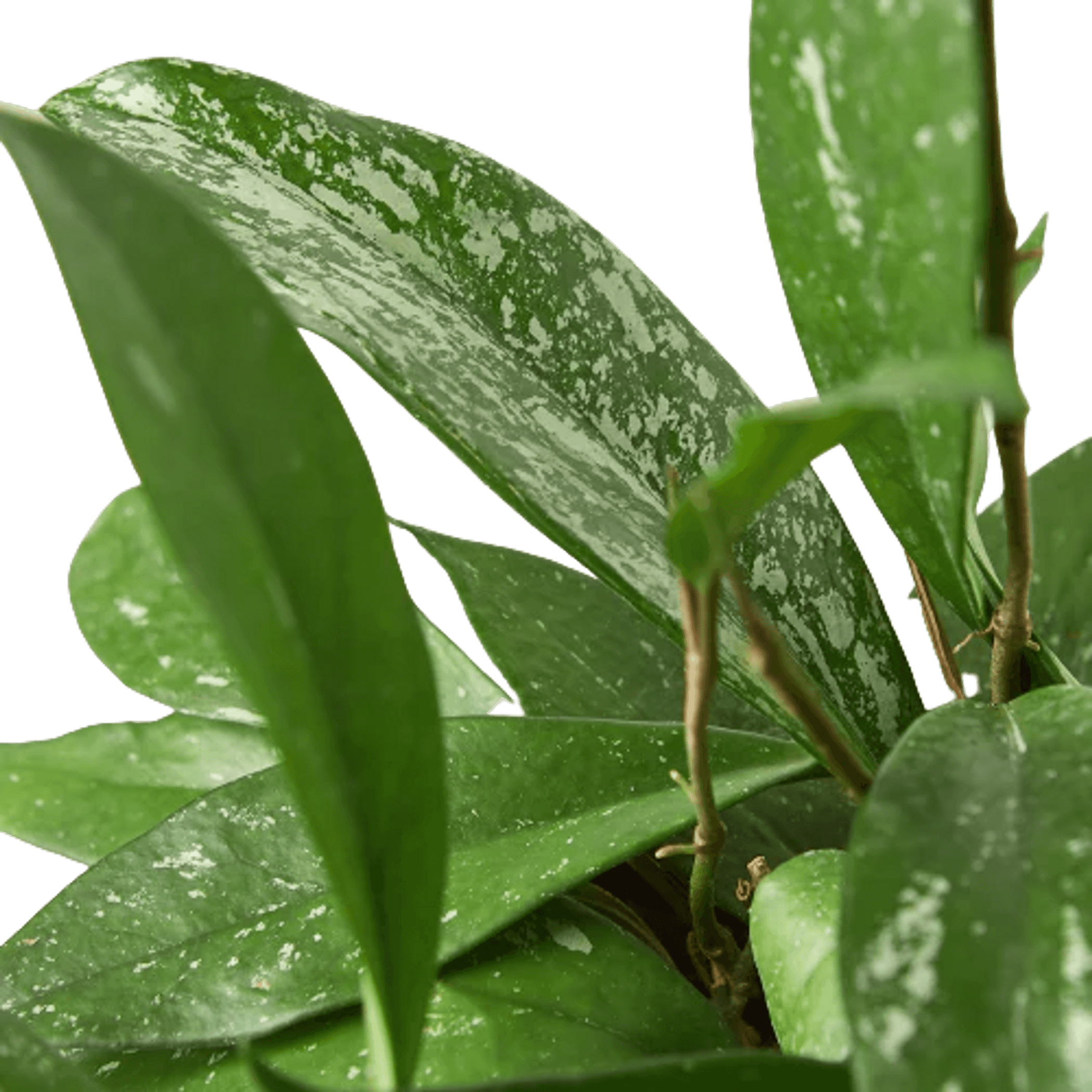 Hoya leaves close-up with mottled light speckles on green leaf surfaces