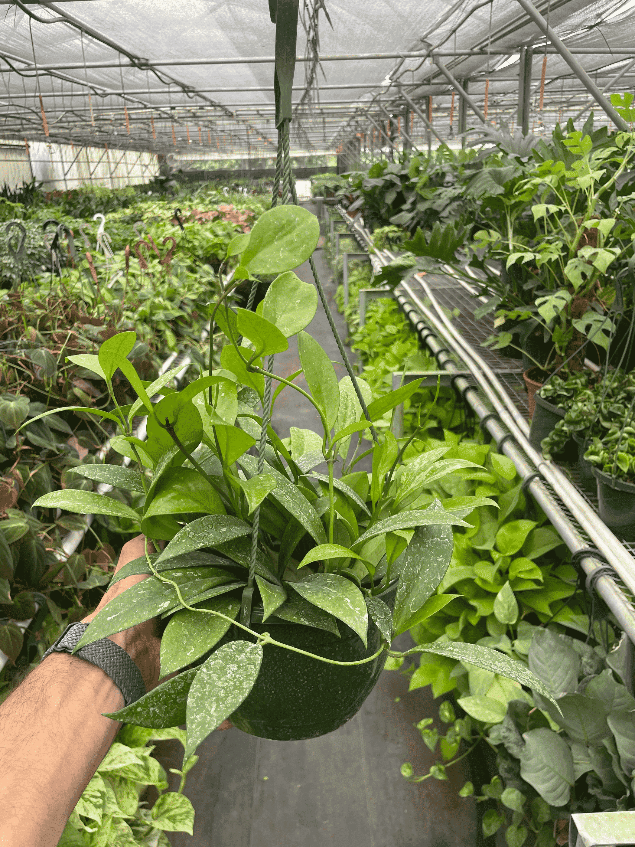 Potted Hoya plant in greenhouse, glossy green leaves on metal bench