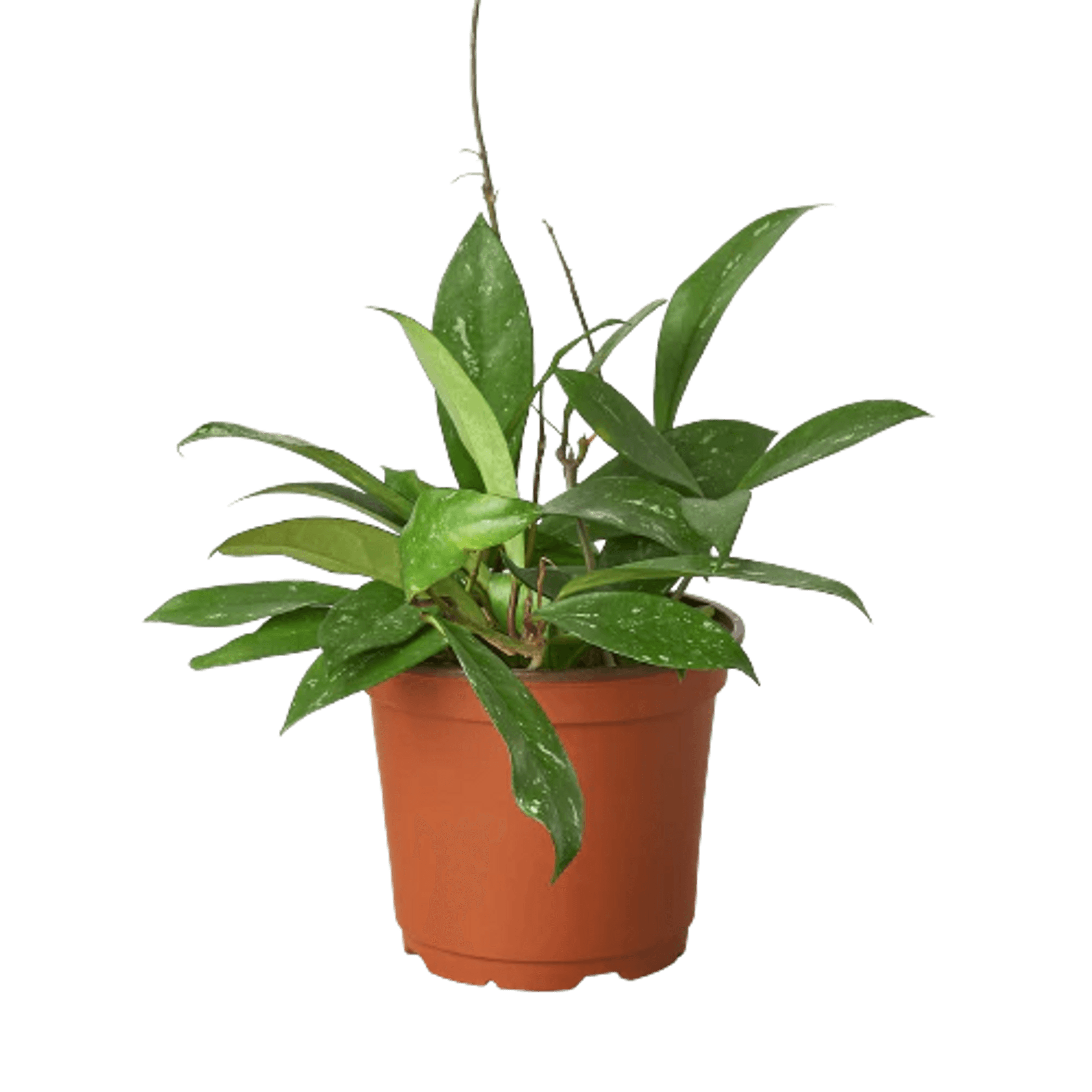 Hoya 'Publicalyx' plant in terracotta pot with glossy green leaves