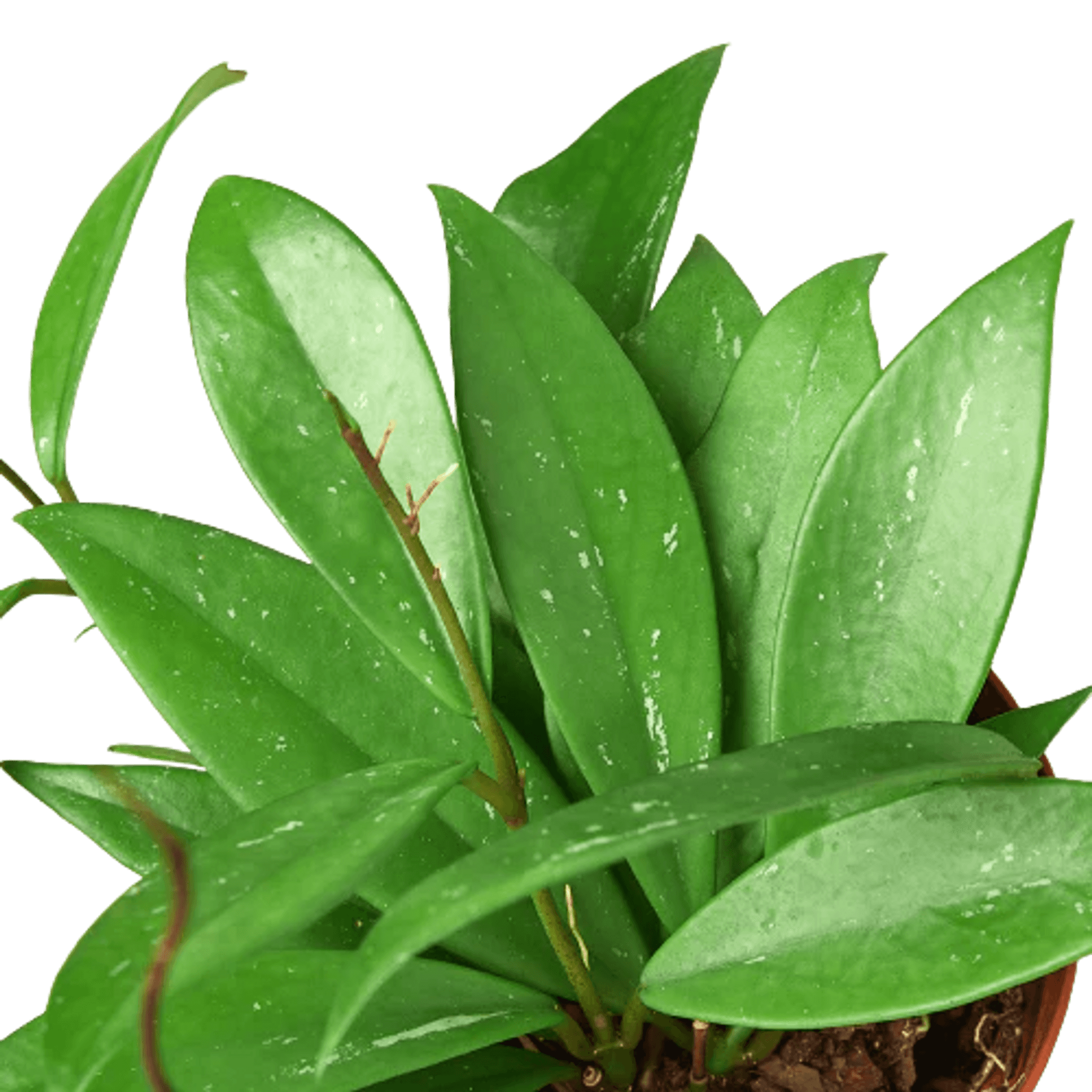 Hoya leaves close-up with pale speckles and green glossy leaf surfaces