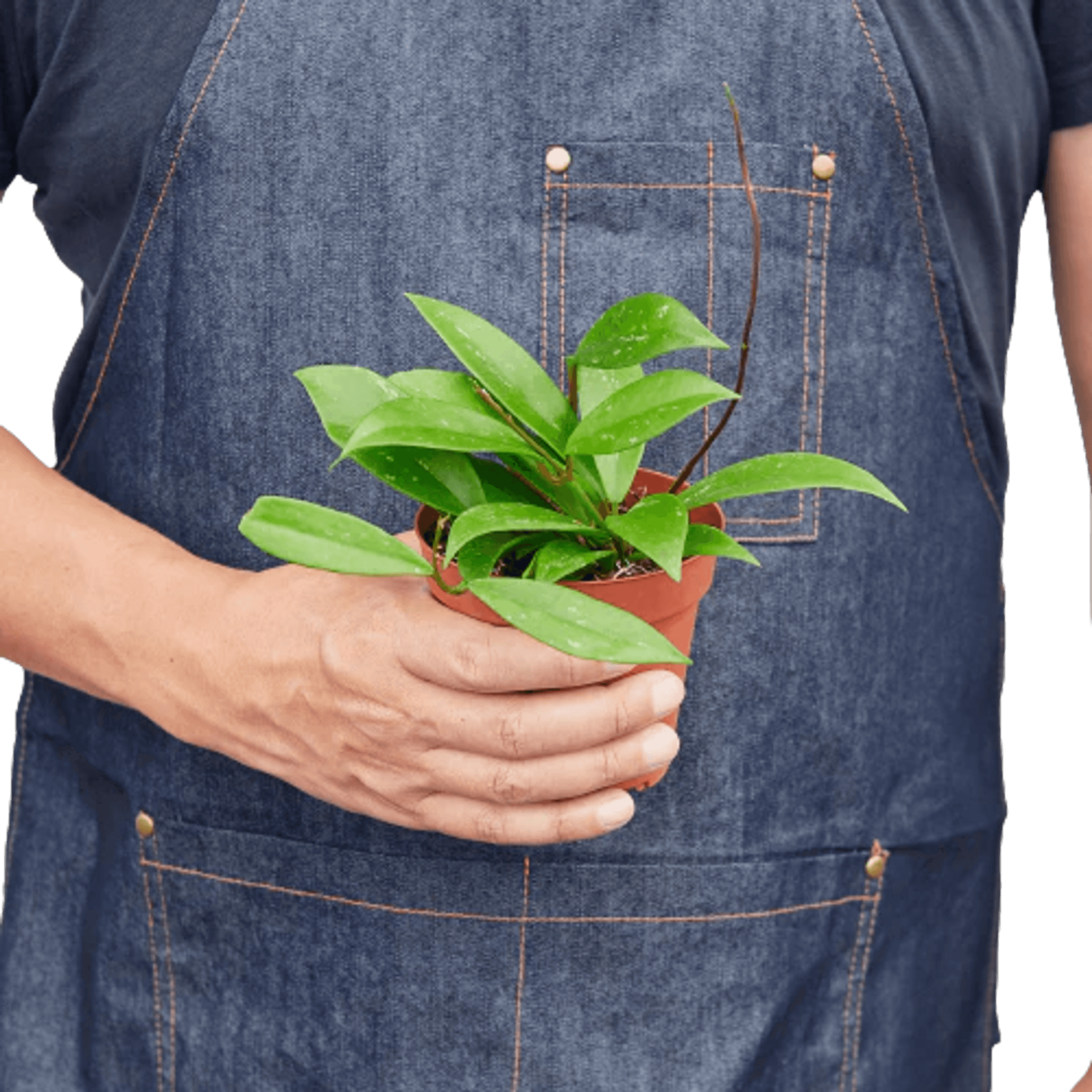 Hoya plant in terracotta pot held by hands, glossy green leaves