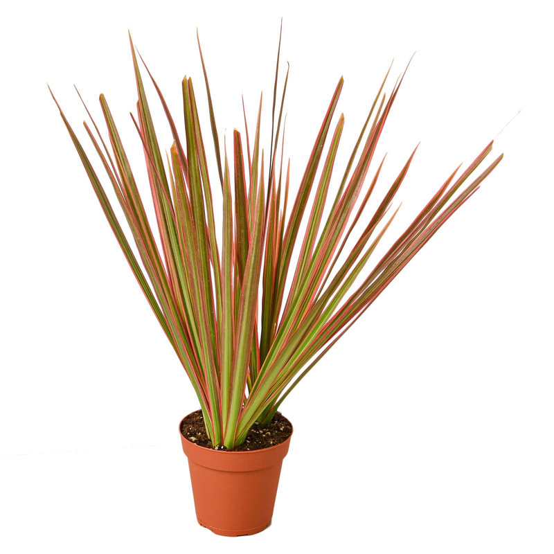 Dracaena 'Colorama' in terracotta pot with fan-shaped green leaves and red-orange tips