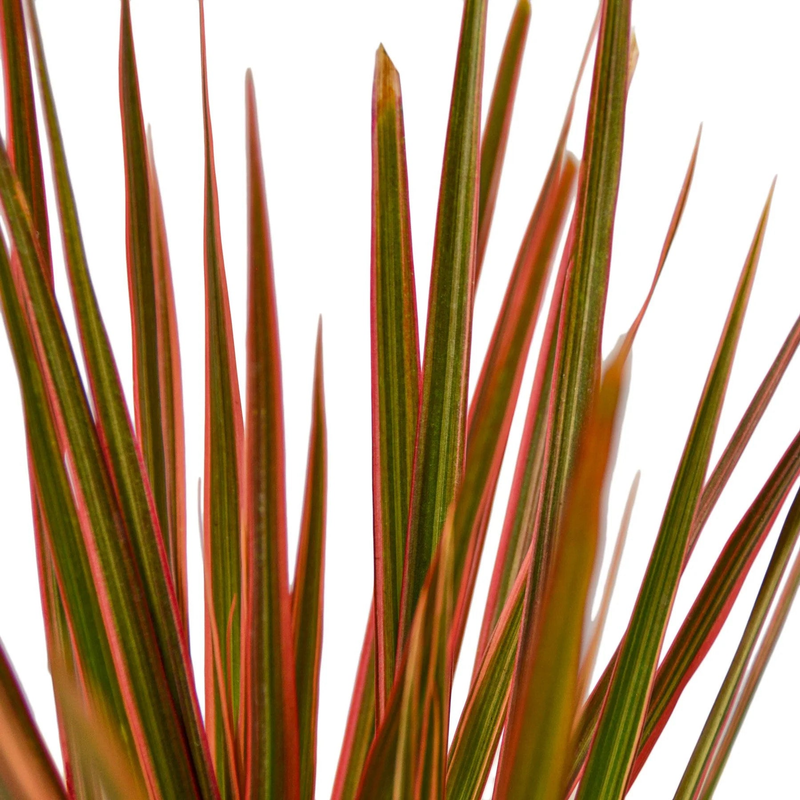 Close-up of Dracaena 'Colorama' leaves with green centers and red-orange striped edges