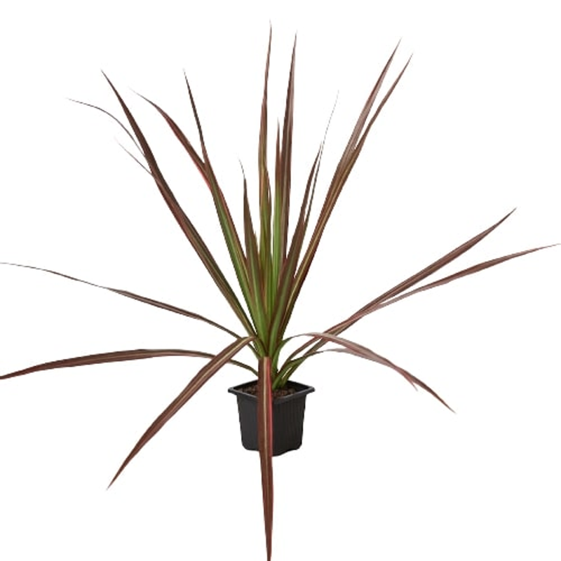 Dracaena 'Colorama' with long arching leaves in black pot, red-brown leaf edges