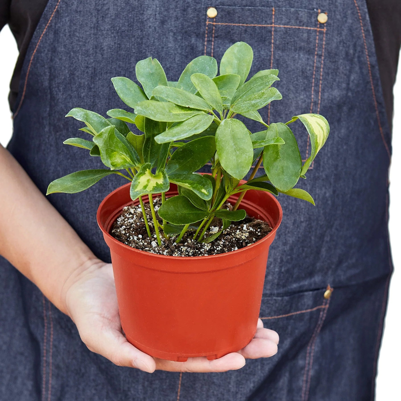 Umbrella schefflera plant in terracotta pot, green variegated leaves, held in hands