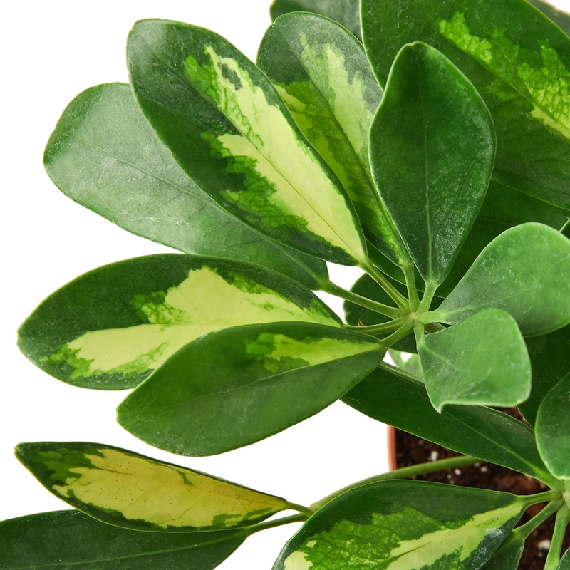 Close-up of variegated umbrella schefflera leaves, green with yellow-green streaks