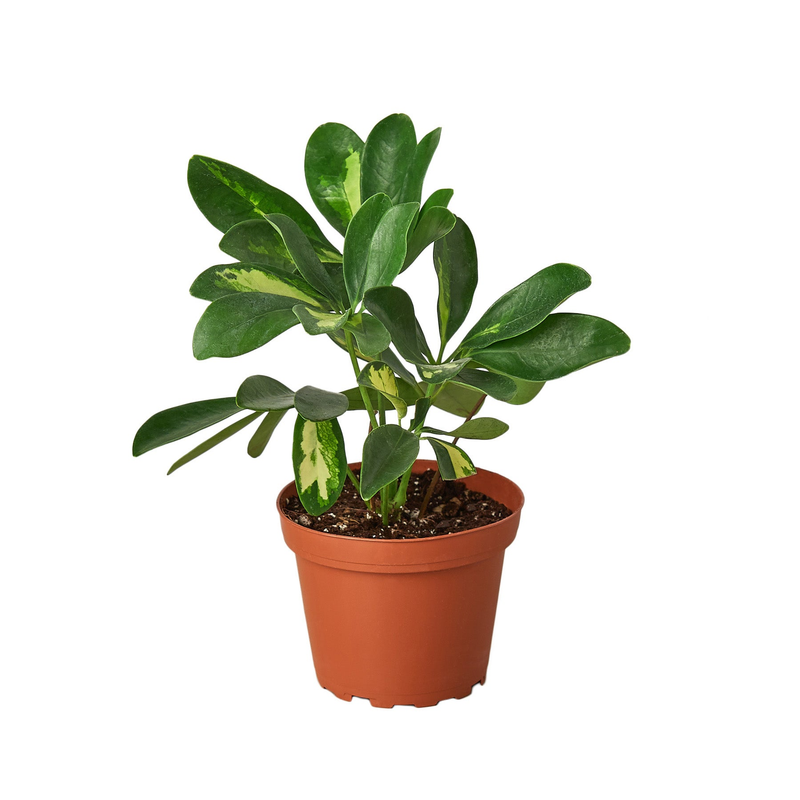 Variegated umbrella schefflera plant in terracotta pot, dense dark-green leaves