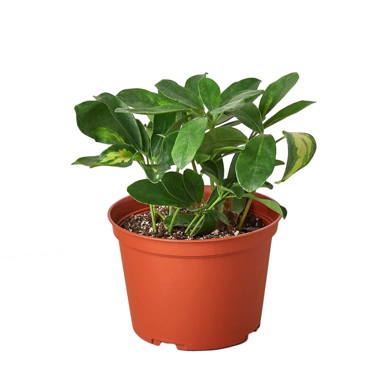 Umbrella schefflera in terracotta pot, broad glossy leaves with pale variegated centers