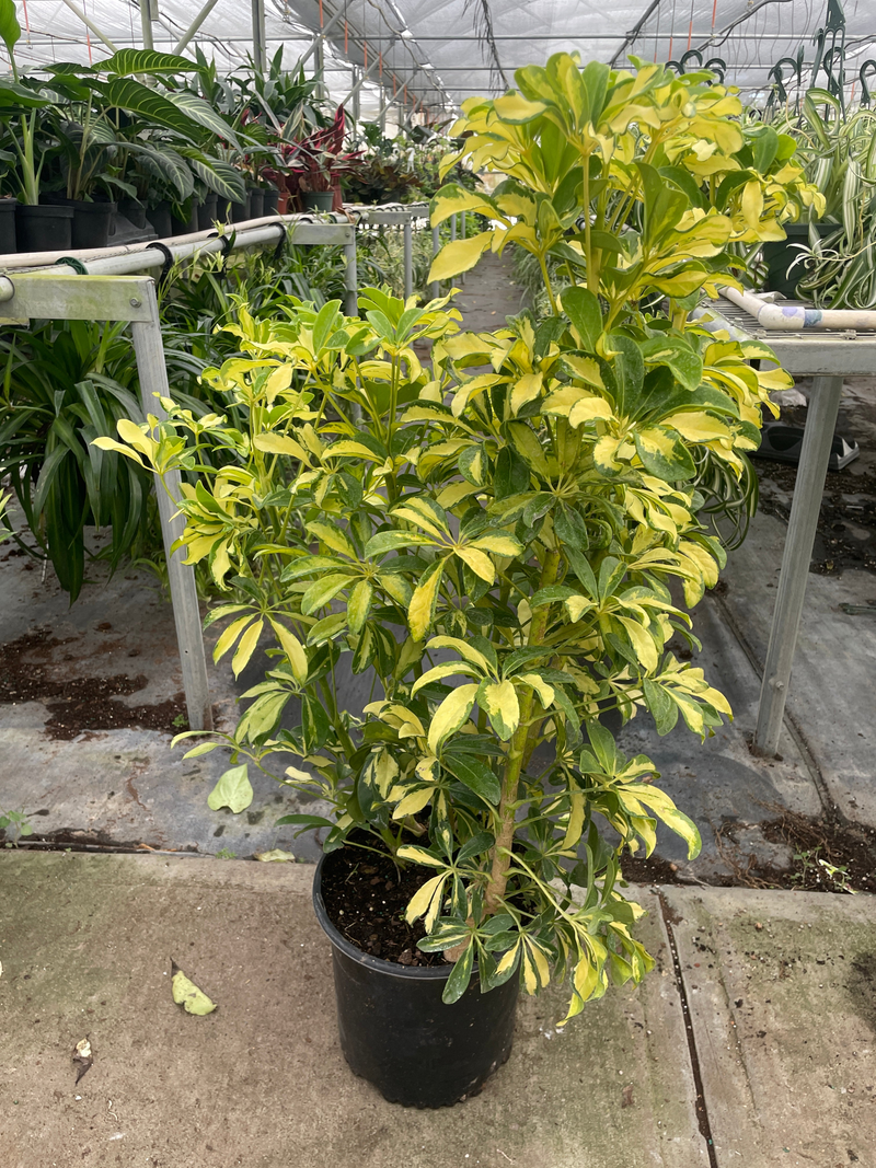 Umbrella schefflera in black nursery pot, yellow-green and green variegated foliage