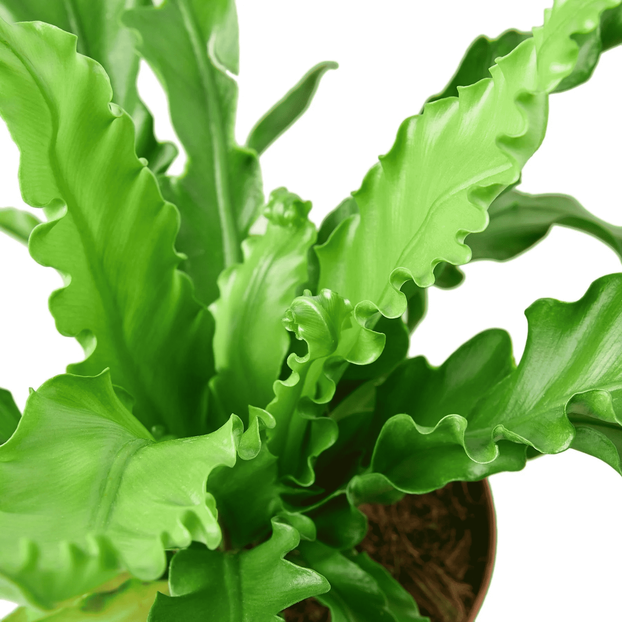 Bright green fern fronds with ruffled leaf edges growing from a pot