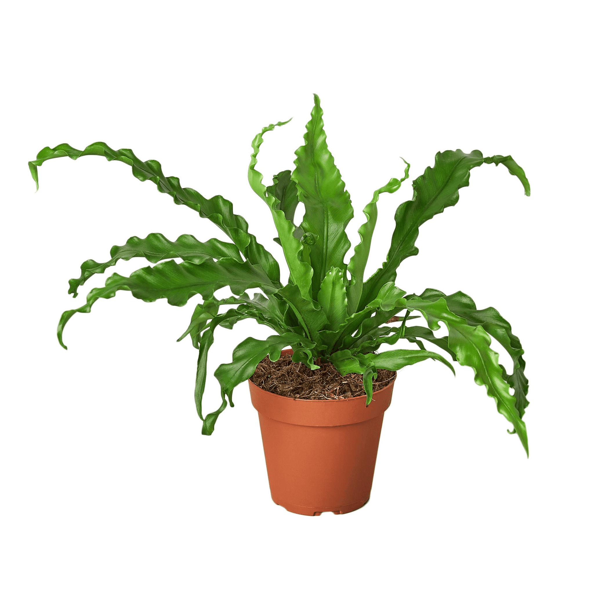 Potted green fern plant with tall upright fronds and long arching leaves