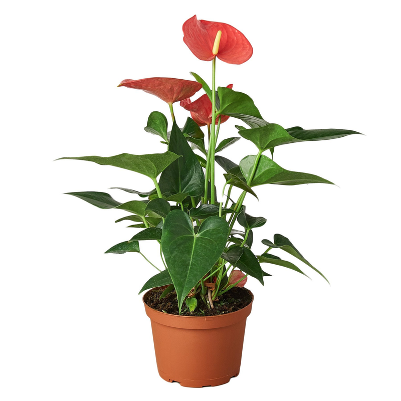 Pink anthurium plant with tall stems and red-pink heart flowers, in terracotta pot