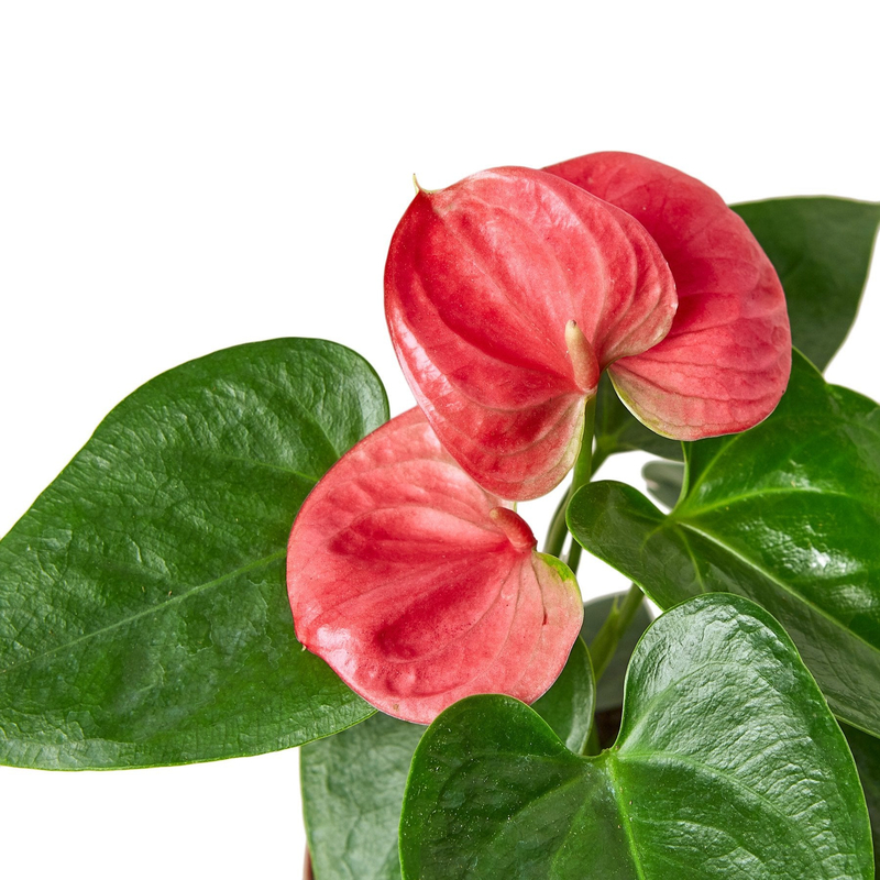Close-up of pink anthurium spathes with green leaves and yellow spadix