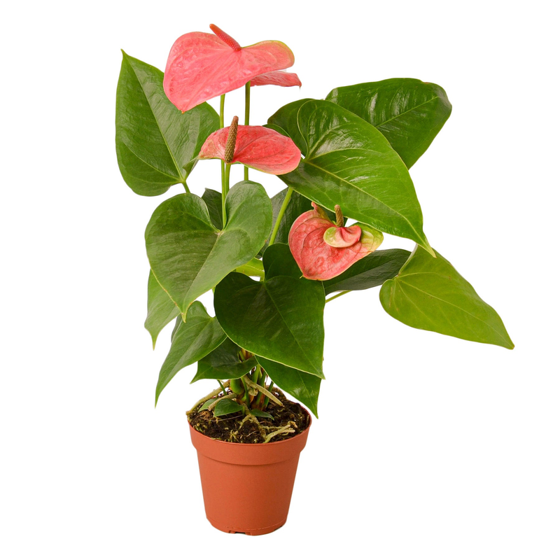 Pink anthurium plant with three pink heart flowers and glossy green leaves in terracotta pot