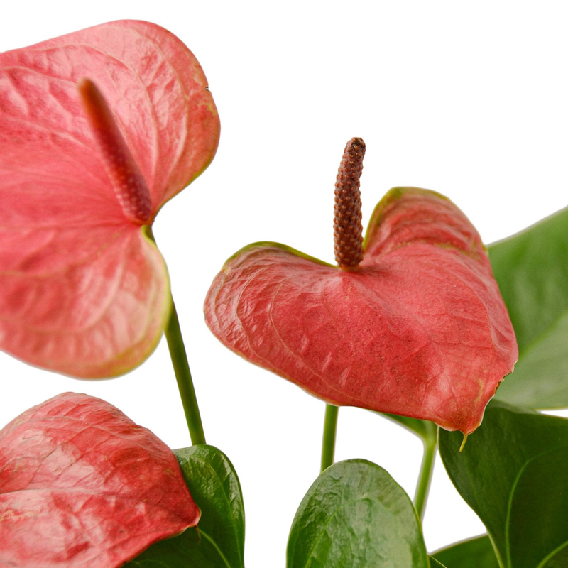Close-up of pink anthurium spathes and upright brown spadix with green leaves