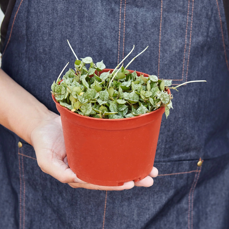 Hoya 'Curtisii' in red plastic pot, clustered waxy green leaves