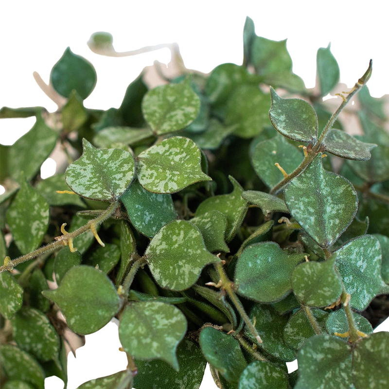 Hoya 'Curtisii' close-up of green speckled leaves on trailing stems