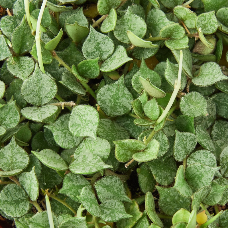 Hoya 'Curtisii' dense mat of green speckled leaves with visible stems
