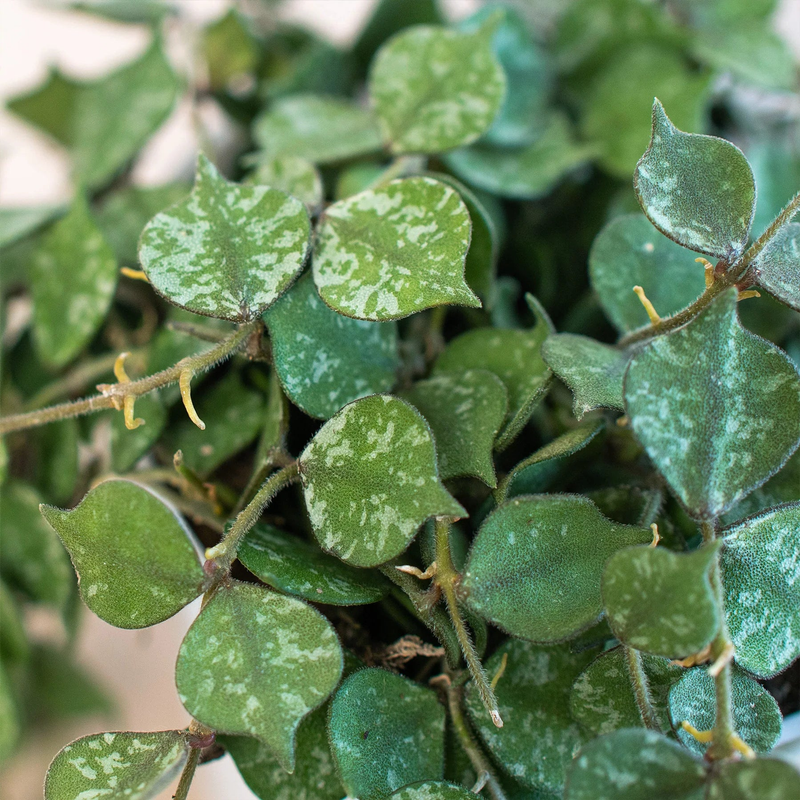 Hoya 'Curtisii' close-up of speckled green leaves on thin stems