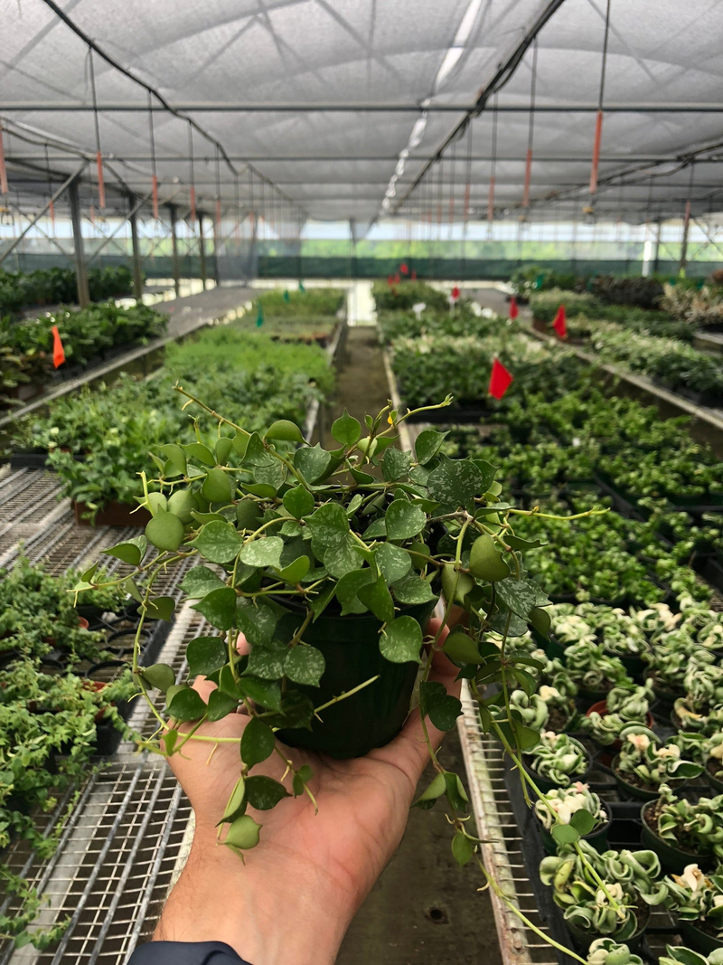 Hoya 'Curtisii' trailing vines with small speckled leaves, held in cupped hands