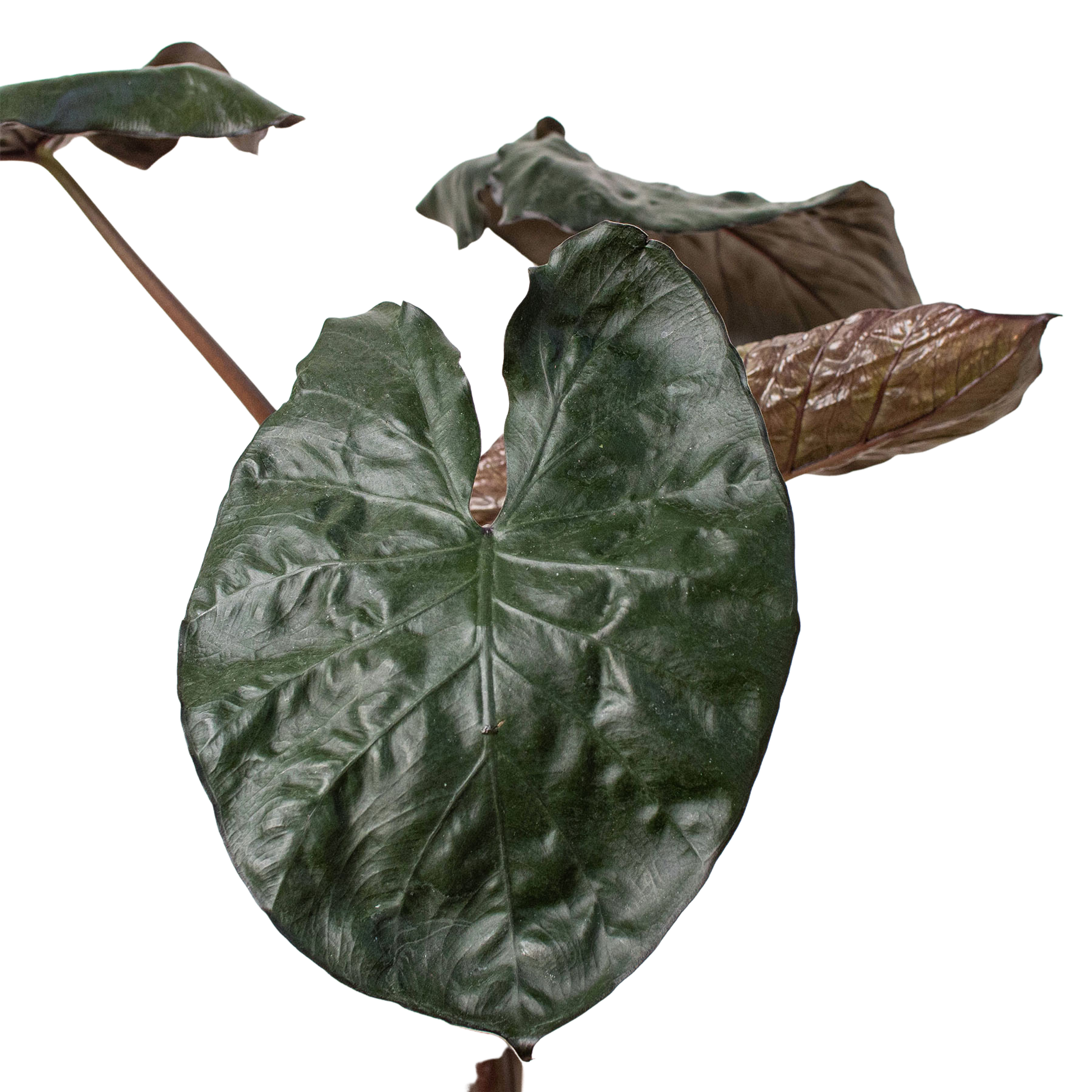 Alocasia 'Serendipity' - Garden