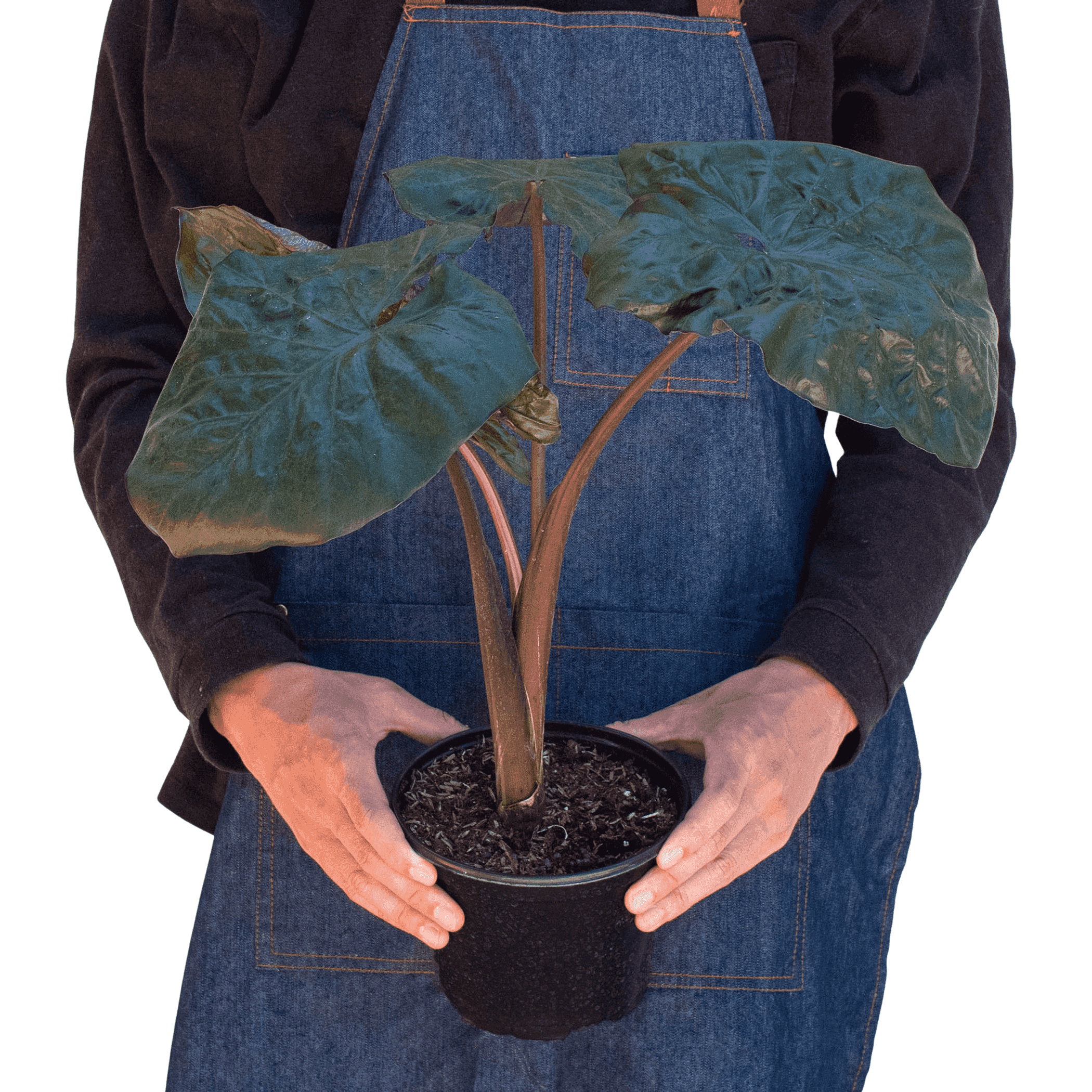 Alocasia 'Serendipity' - Garden