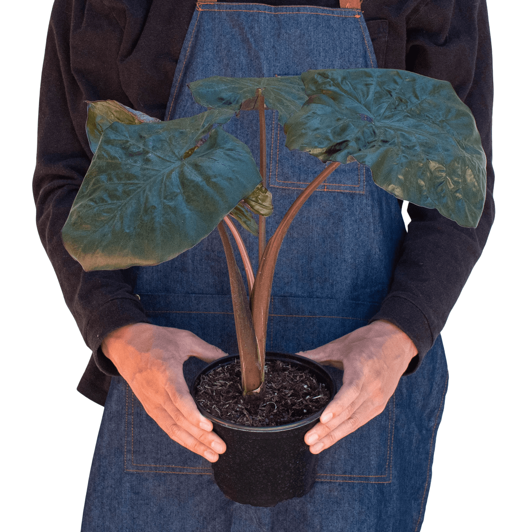 Alocasia 'Serendipity' - Garden