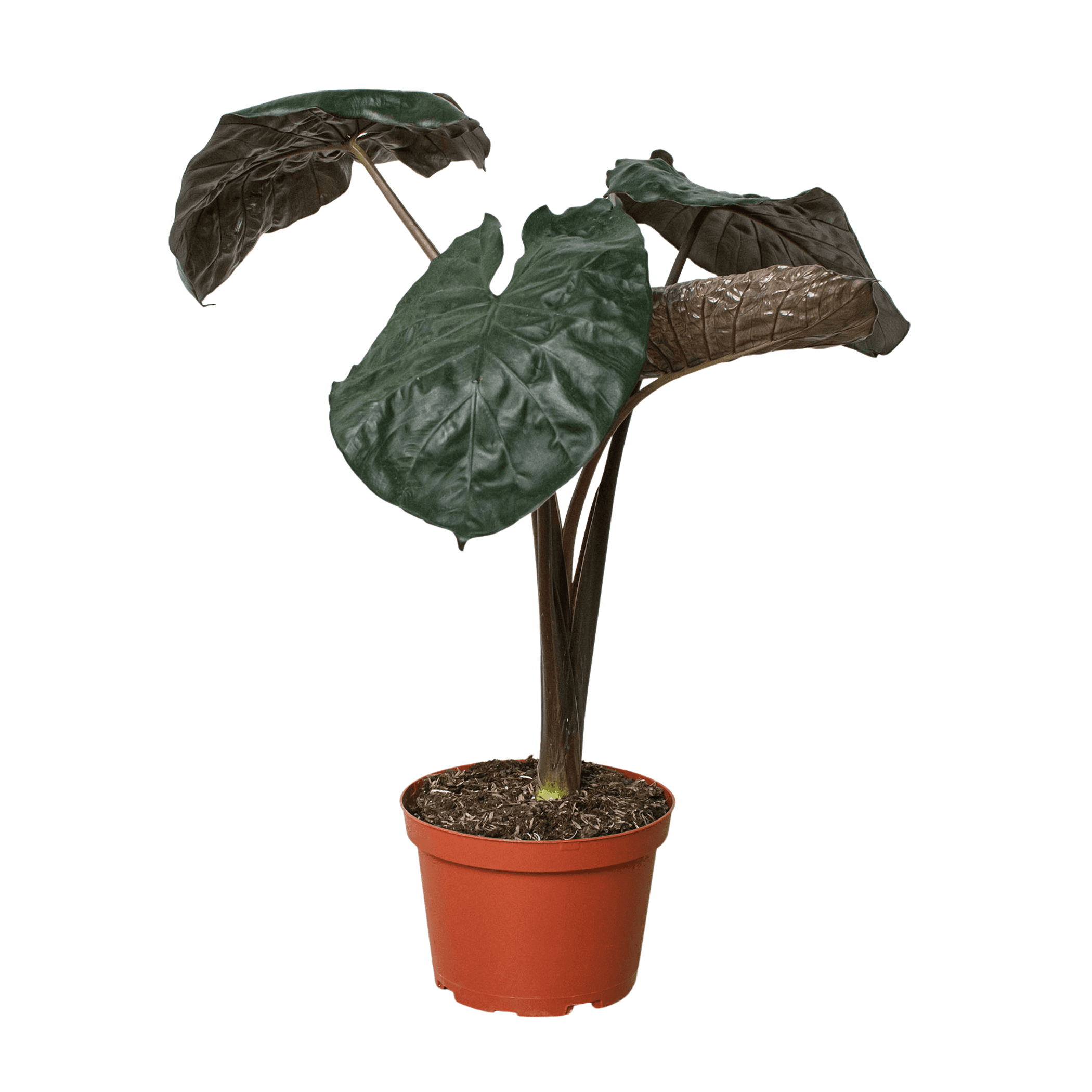 Alocasia 'Serendipity' - Garden