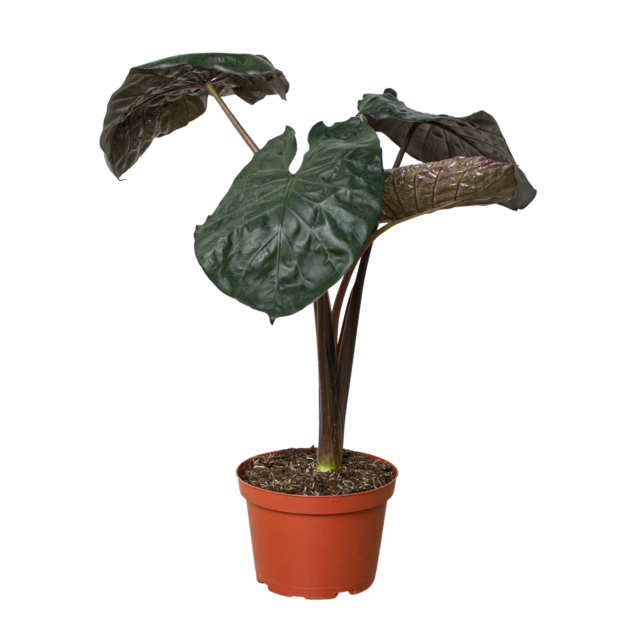 Alocasia 'Serendipity' - Garden