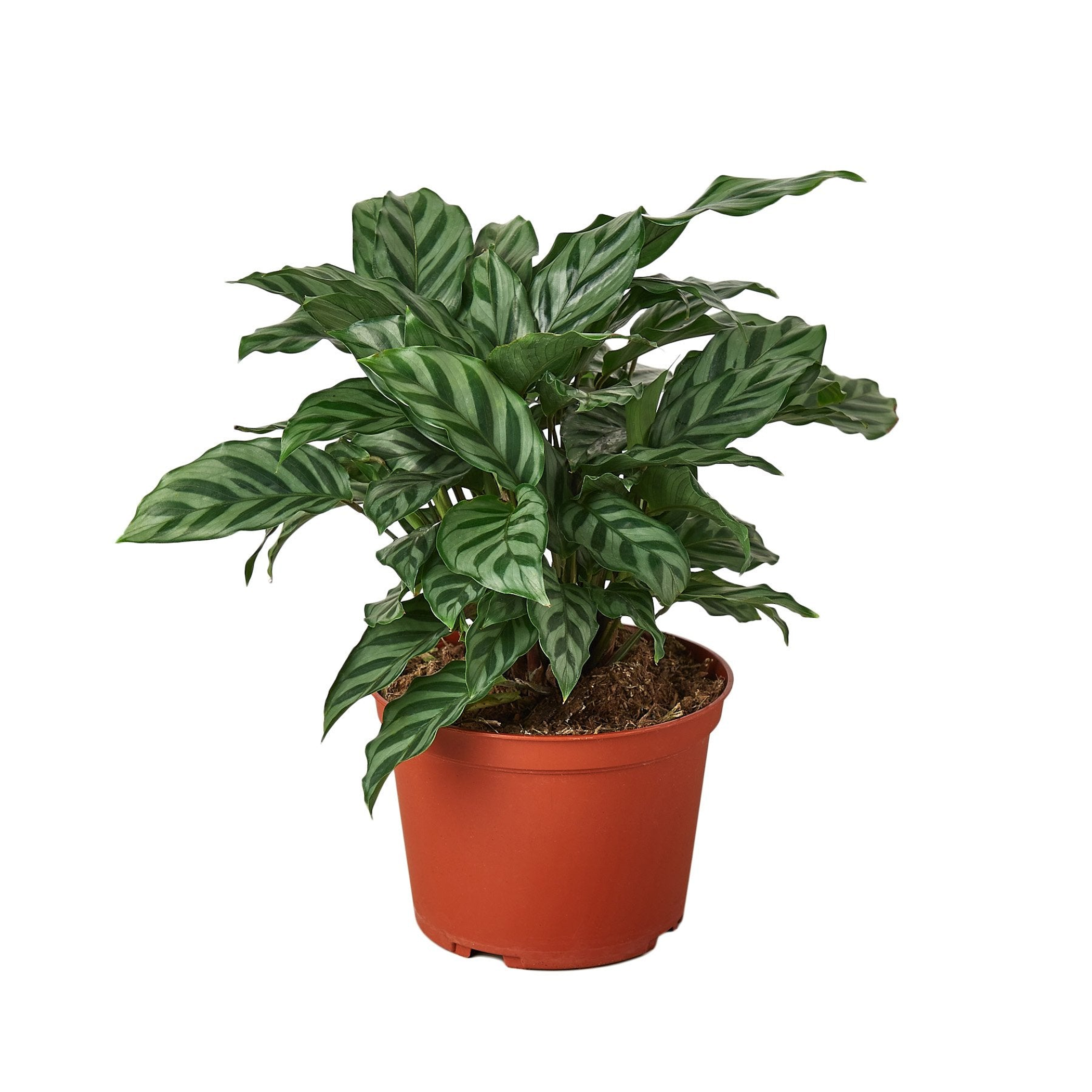 Calathea Concinna 'Freddie' - Garden