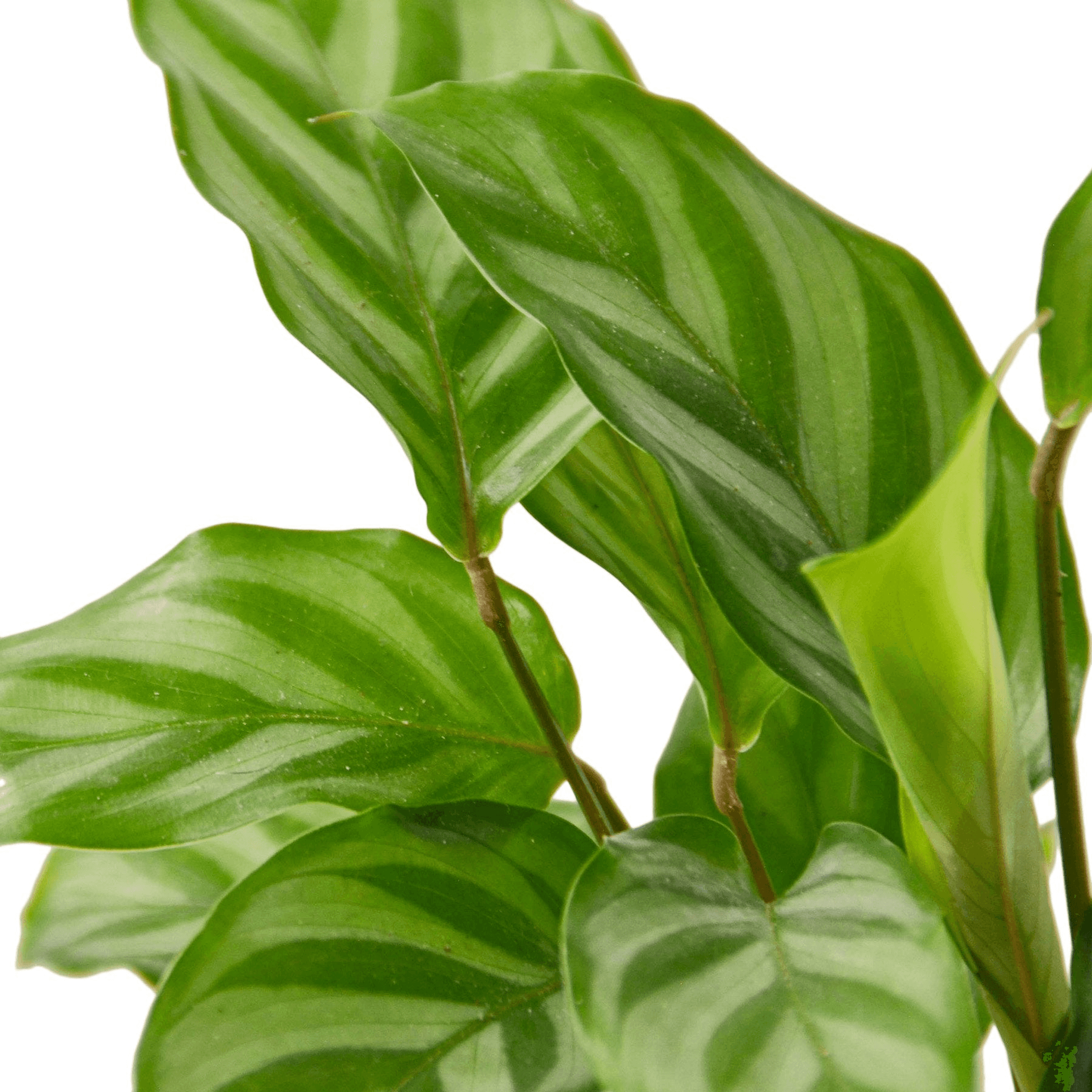 Calathea Concinna 'Freddie' - Garden