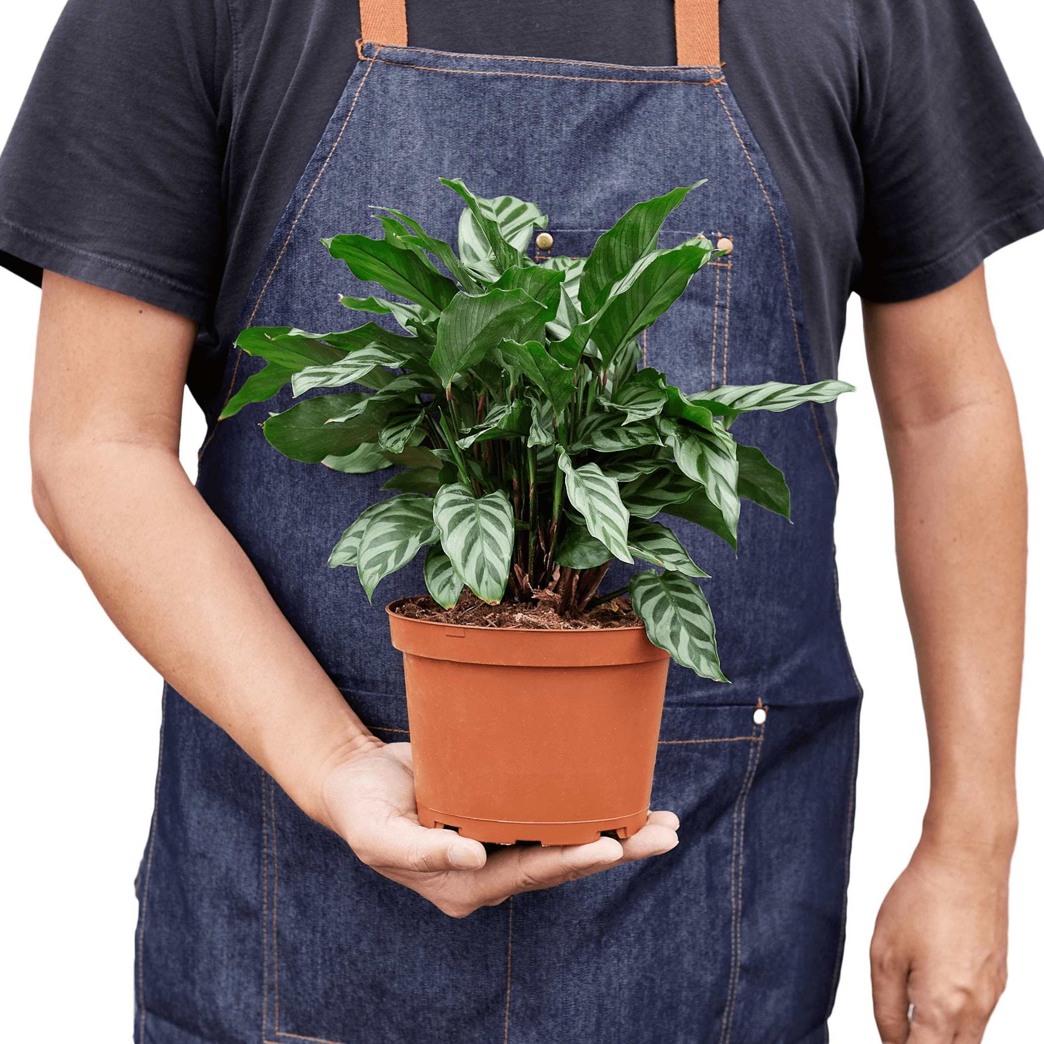Calathea Concinna 'Freddie' - Garden