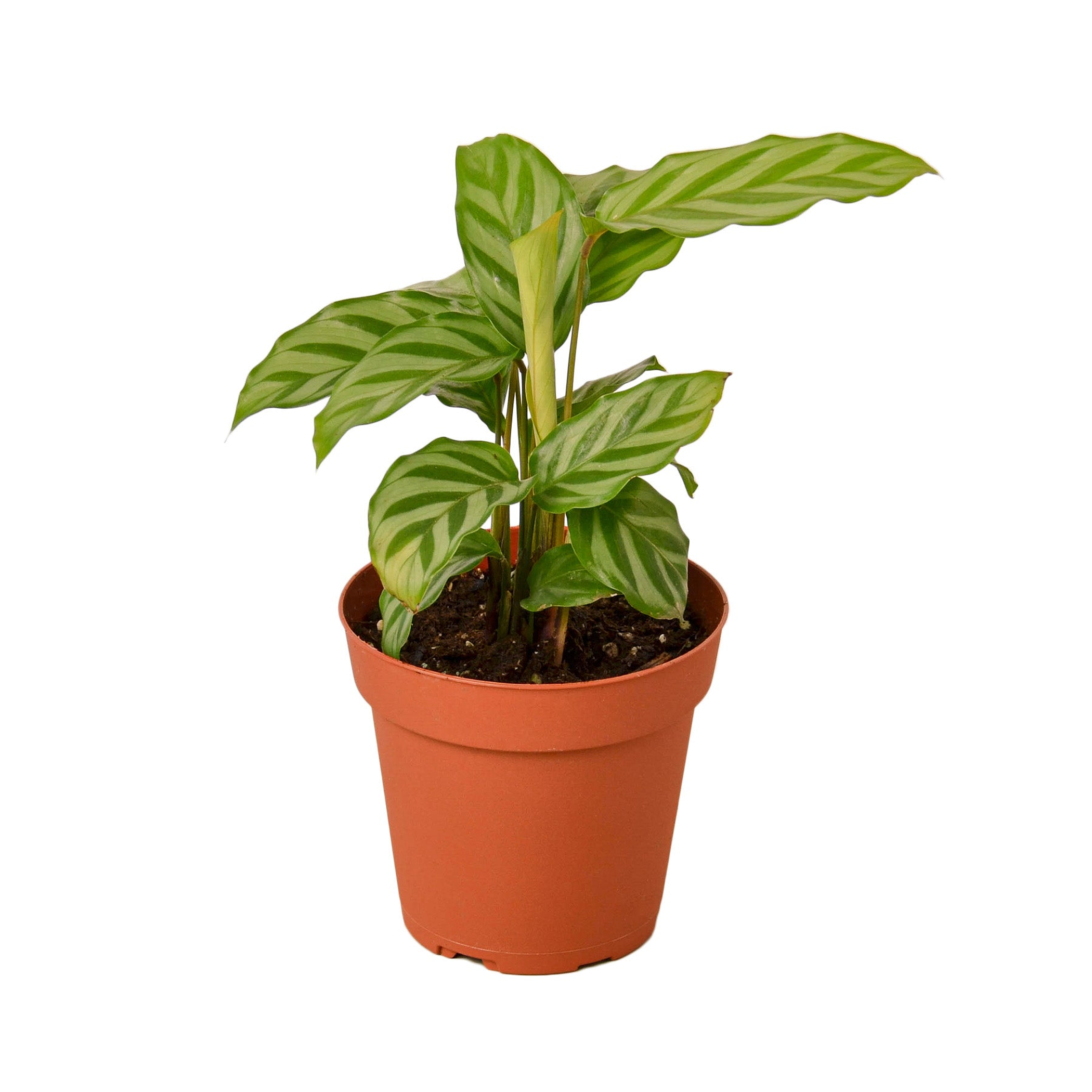 Calathea Concinna 'Freddie' - Garden