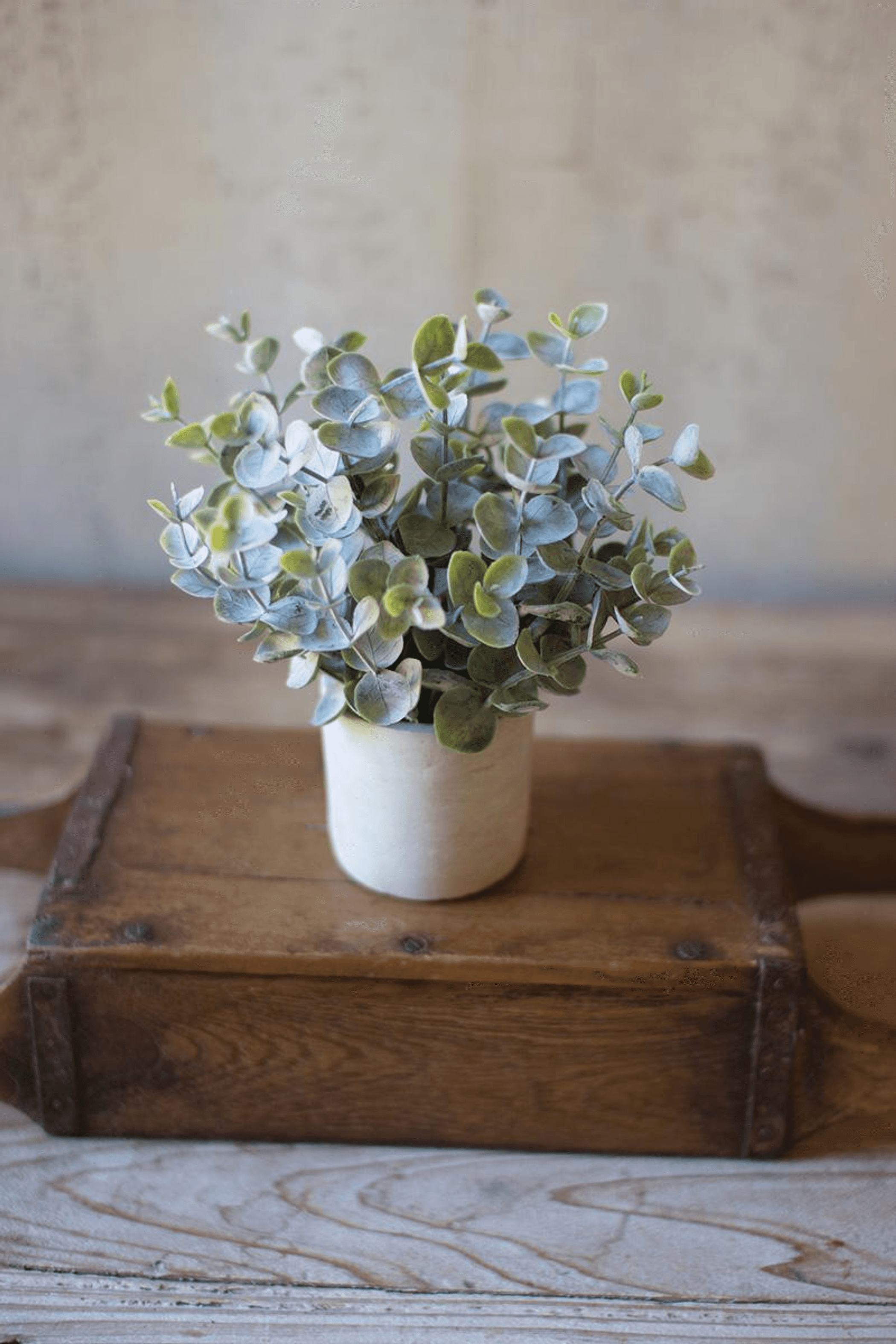 BOXWOOD SAGE PLANT IN CONCRETE POT - Green / 1 Pack of 4 - Home Decor
