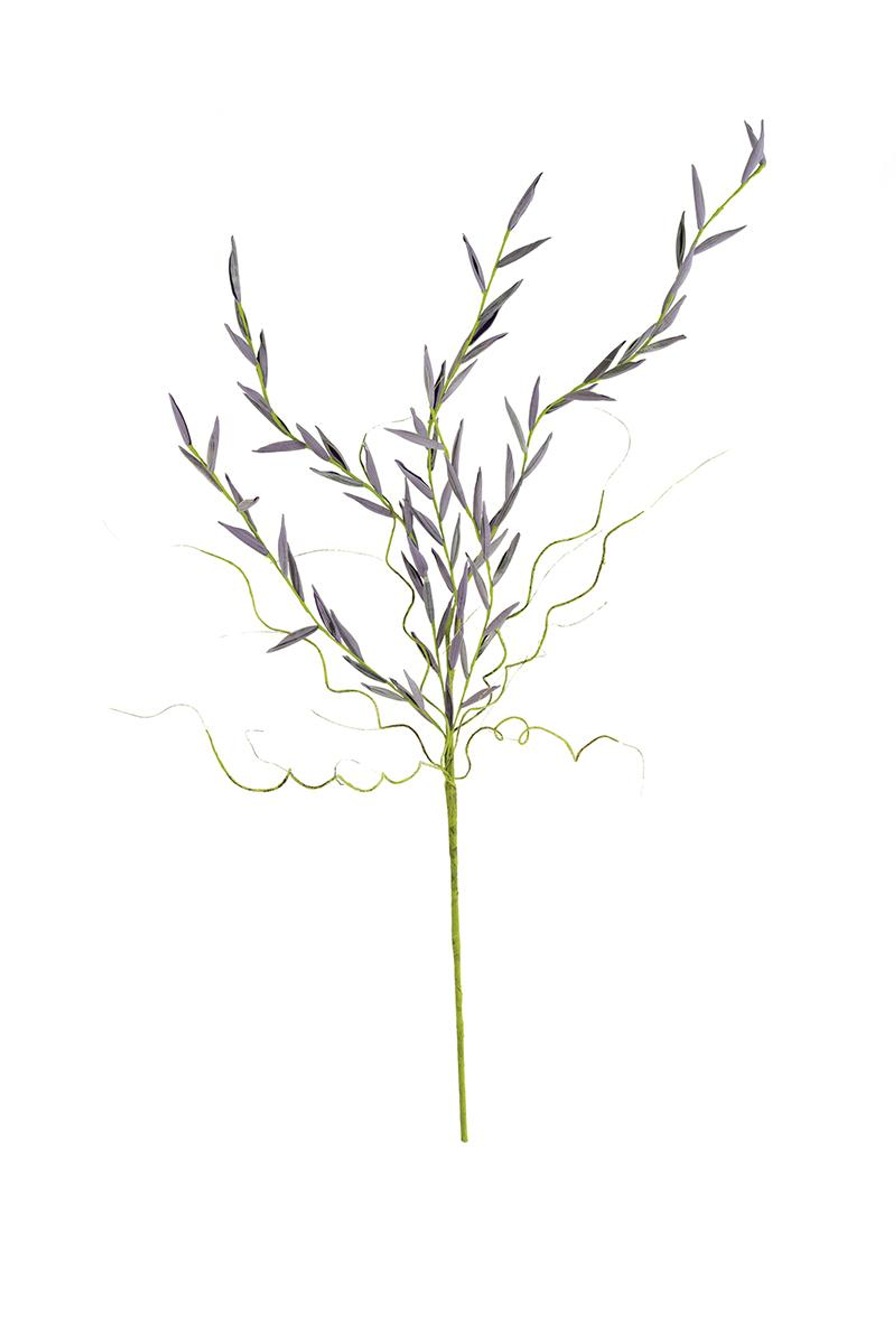 Green botanical grass stem with thin leaves on a single long stalk