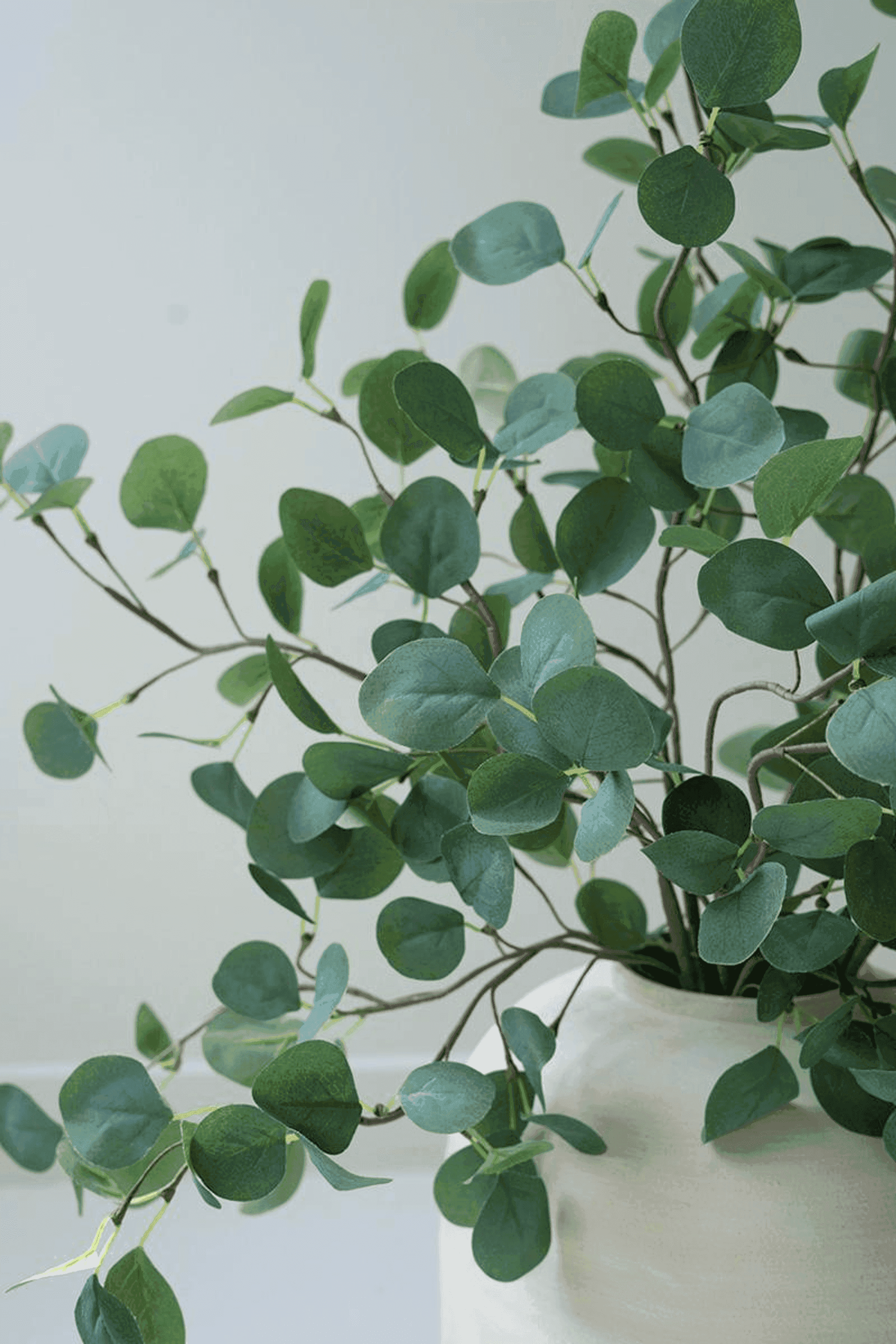 Blue-green eucalyptus leaves with white ceramic pot