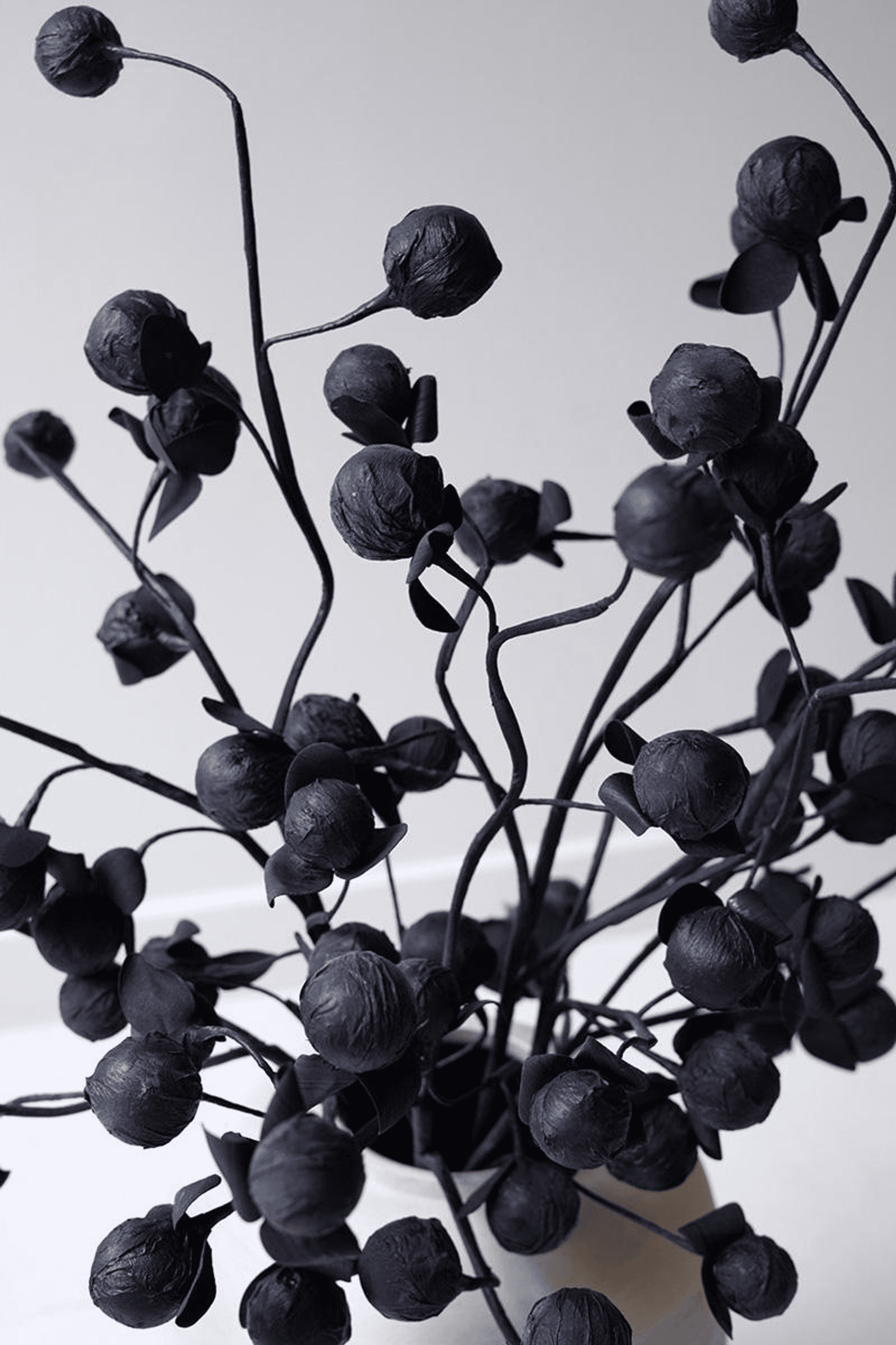 Close-up of black round buds on thin dark stems